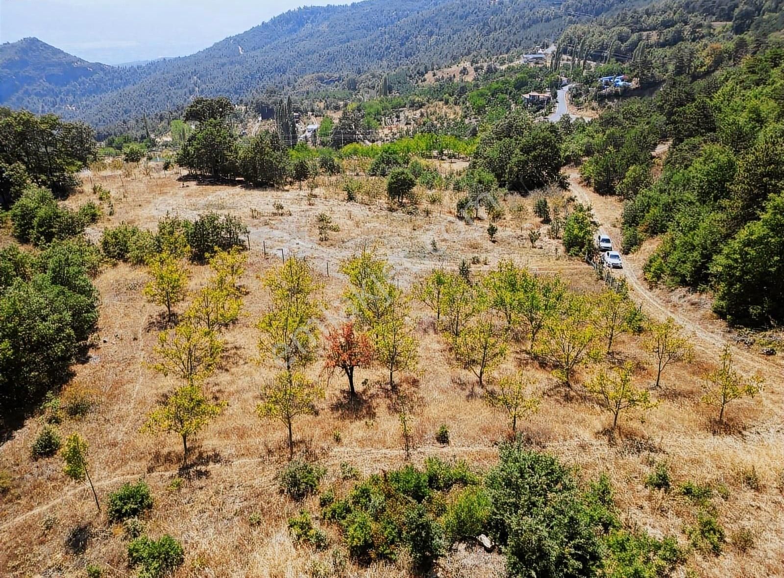 Pamukova Kadıköy Mahallesi'nde Yatırımlık Ceviz Bahçesi - Görsel 20