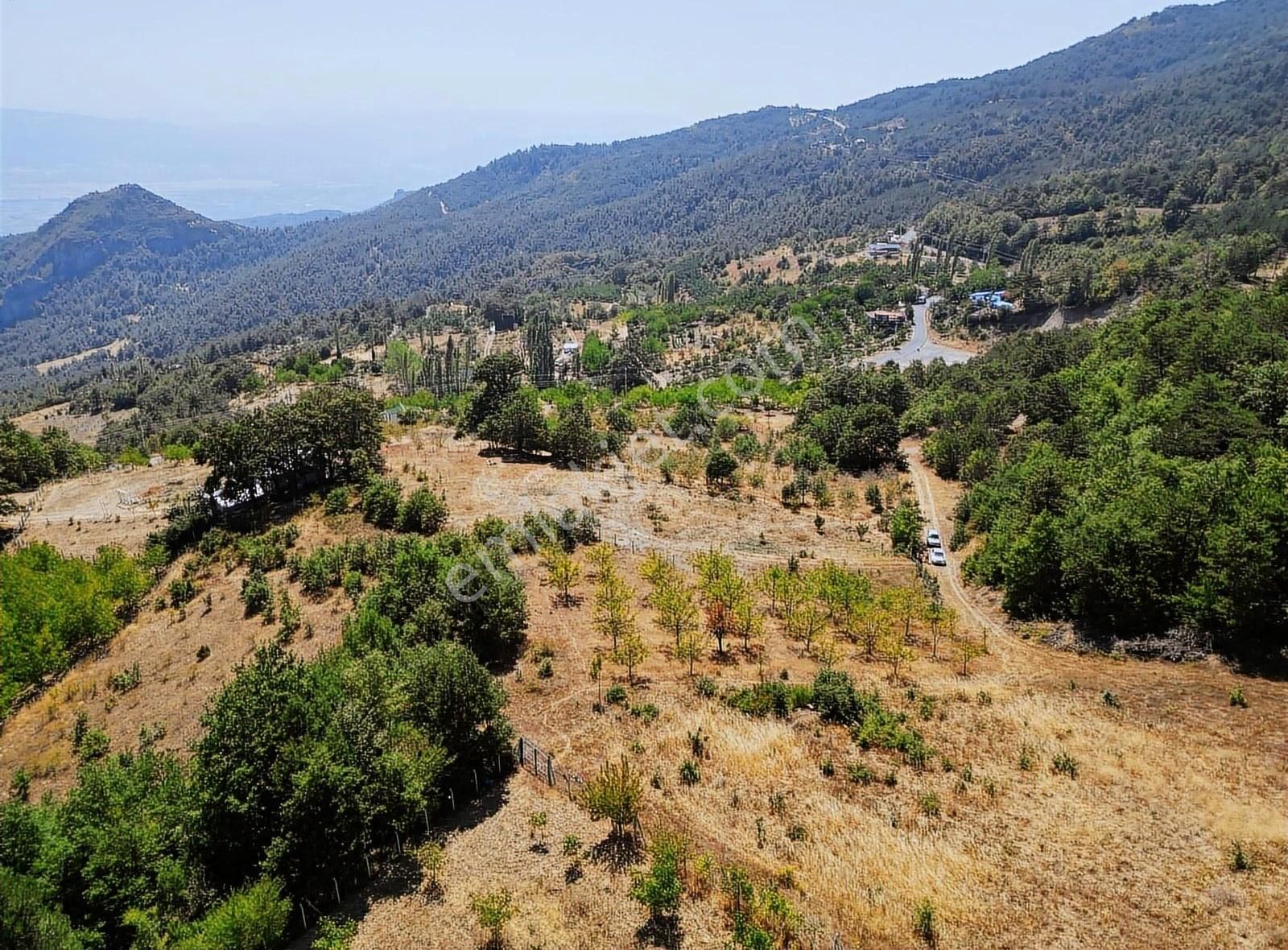 Pamukova Kadıköy Mahallesi'nde Yatırımlık Ceviz Bahçesi - Görsel 7