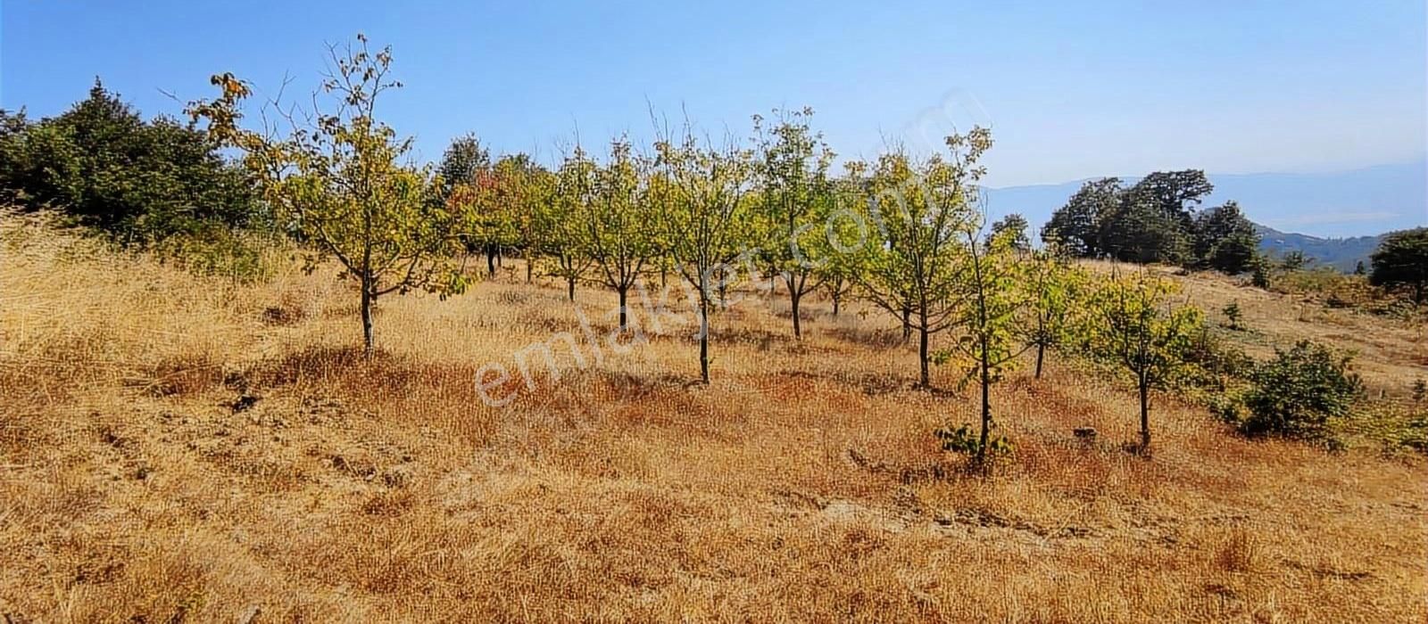 Pamukova Kadıköy Mahallesi'nde Yatırımlık Ceviz Bahçesi - Görsel 17