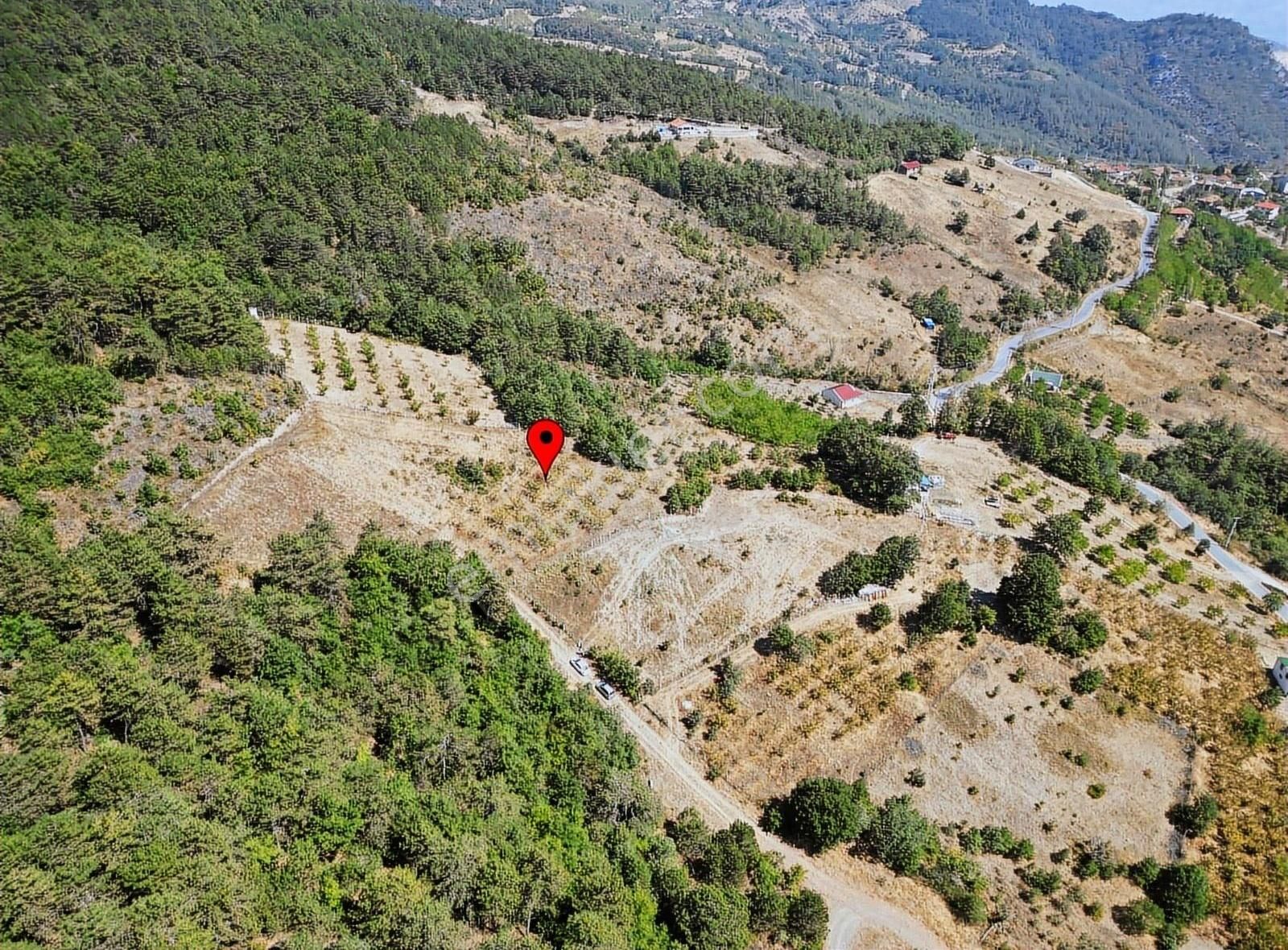 Pamukova Kadıköy Mahallesi'nde Yatırımlık Ceviz Bahçesi - Görsel 2