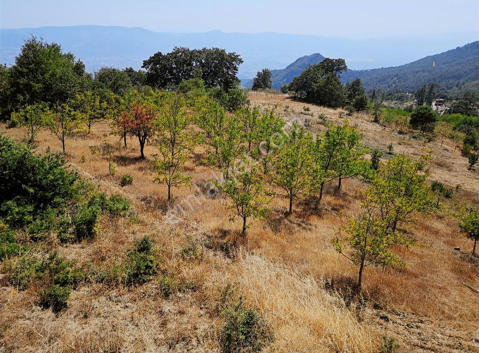 Pamukova Kadıköy Mahallesi'nde Yatırımlık Ceviz Bahçesi - Görsel 14