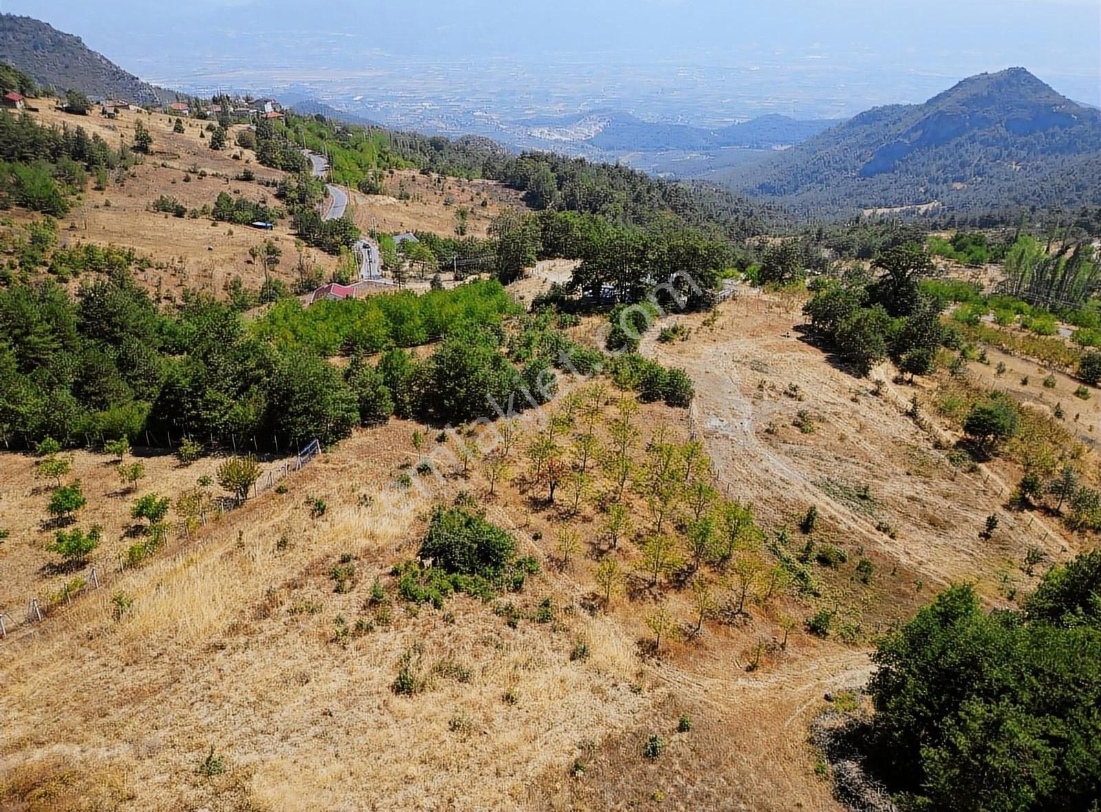 Pamukova Kadıköy Mahallesi'nde Yatırımlık Ceviz Bahçesi - Görsel 15