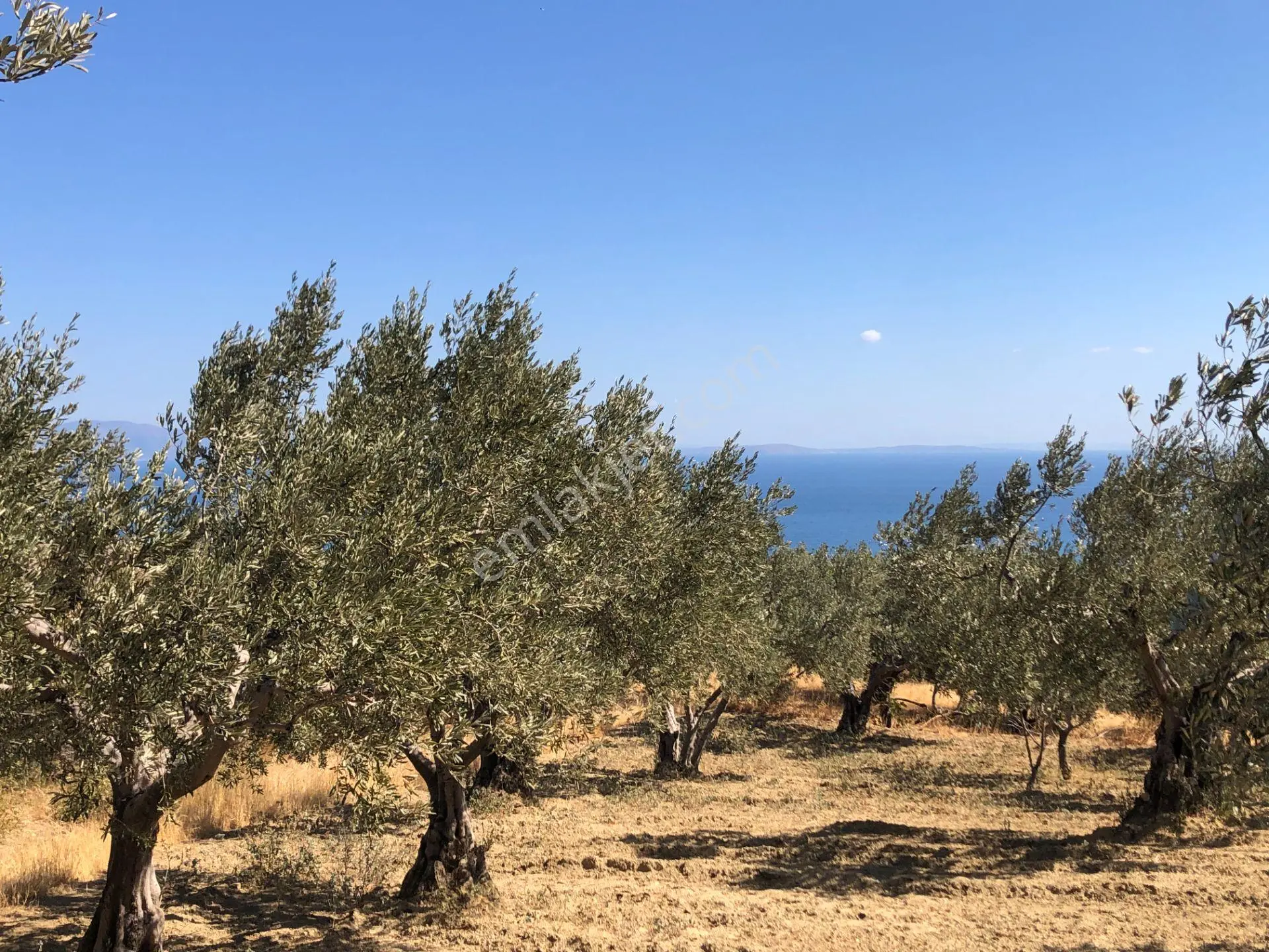 Şarköyde Işık Emlaktan Çınarlı Mah De 1200 M2 Zeytinlik - Görsel 5