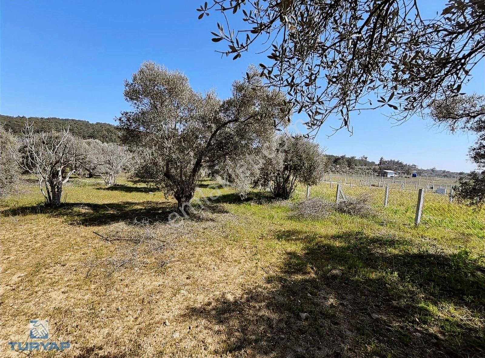 Torbalı Dirmil Mah 1331m2 Satılık Bağ Bahçe Zeytinlik - Görsel 4