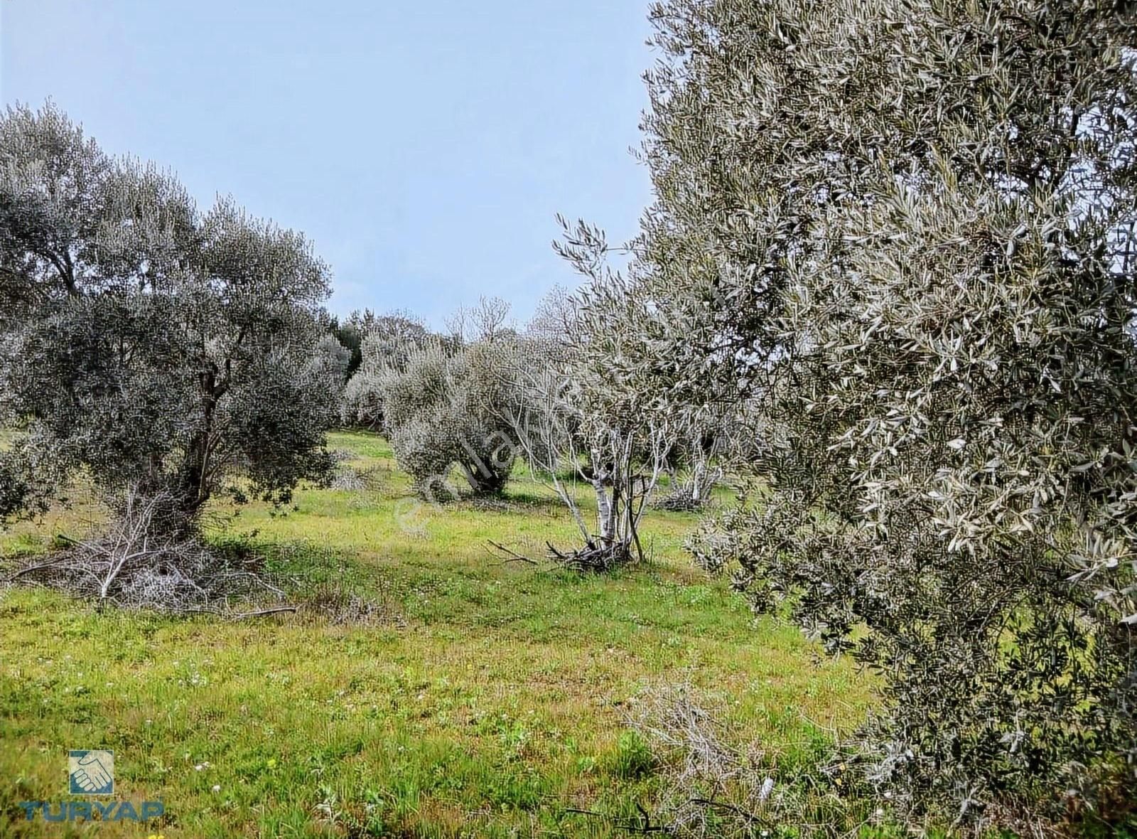 Torbalı Dirmil Mah 1331m2 Satılık Bağ Bahçe Zeytinlik - Görsel 20