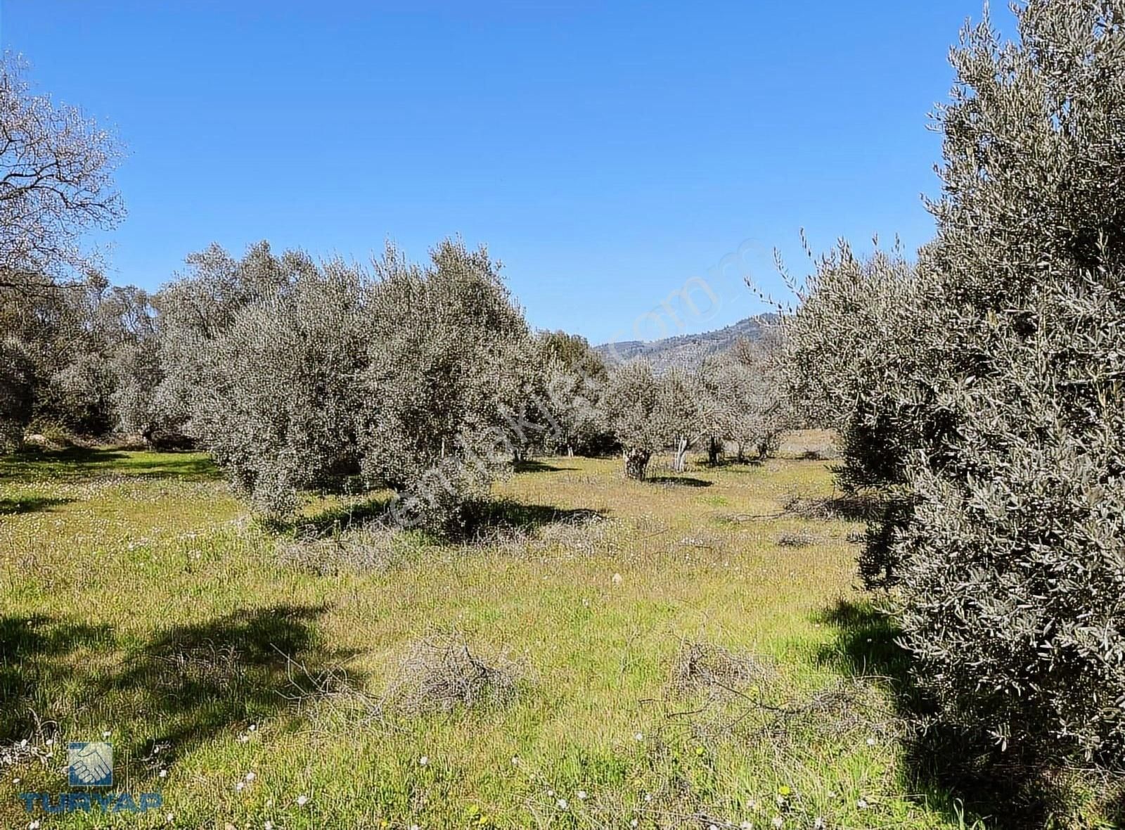 Torbalı Dirmil Mah 1331m2 Satılık Bağ Bahçe Zeytinlik - Görsel 17