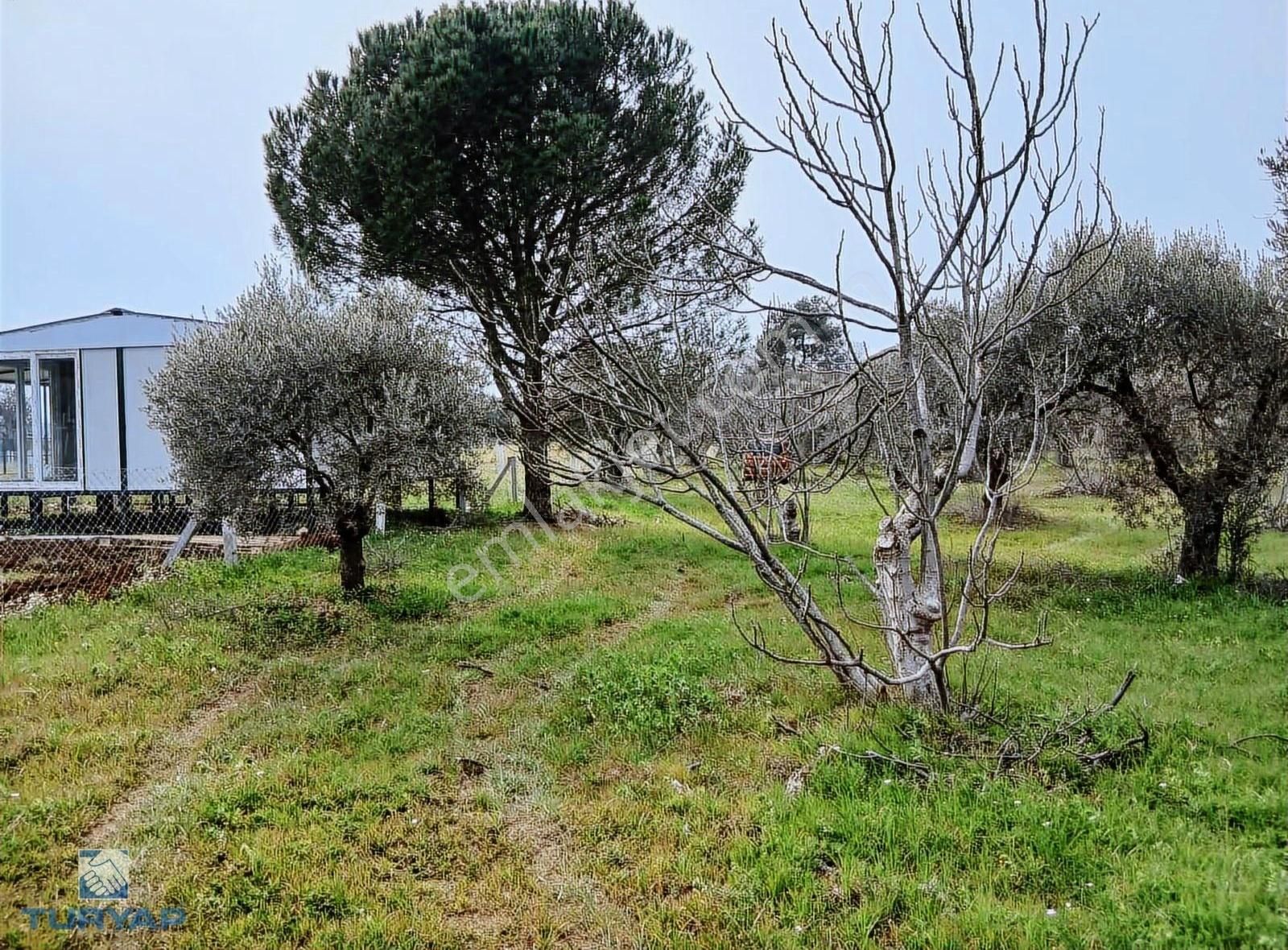 Torbalı Dirmil Mah 1331m2 Satılık Bağ Bahçe Zeytinlik - Görsel 11