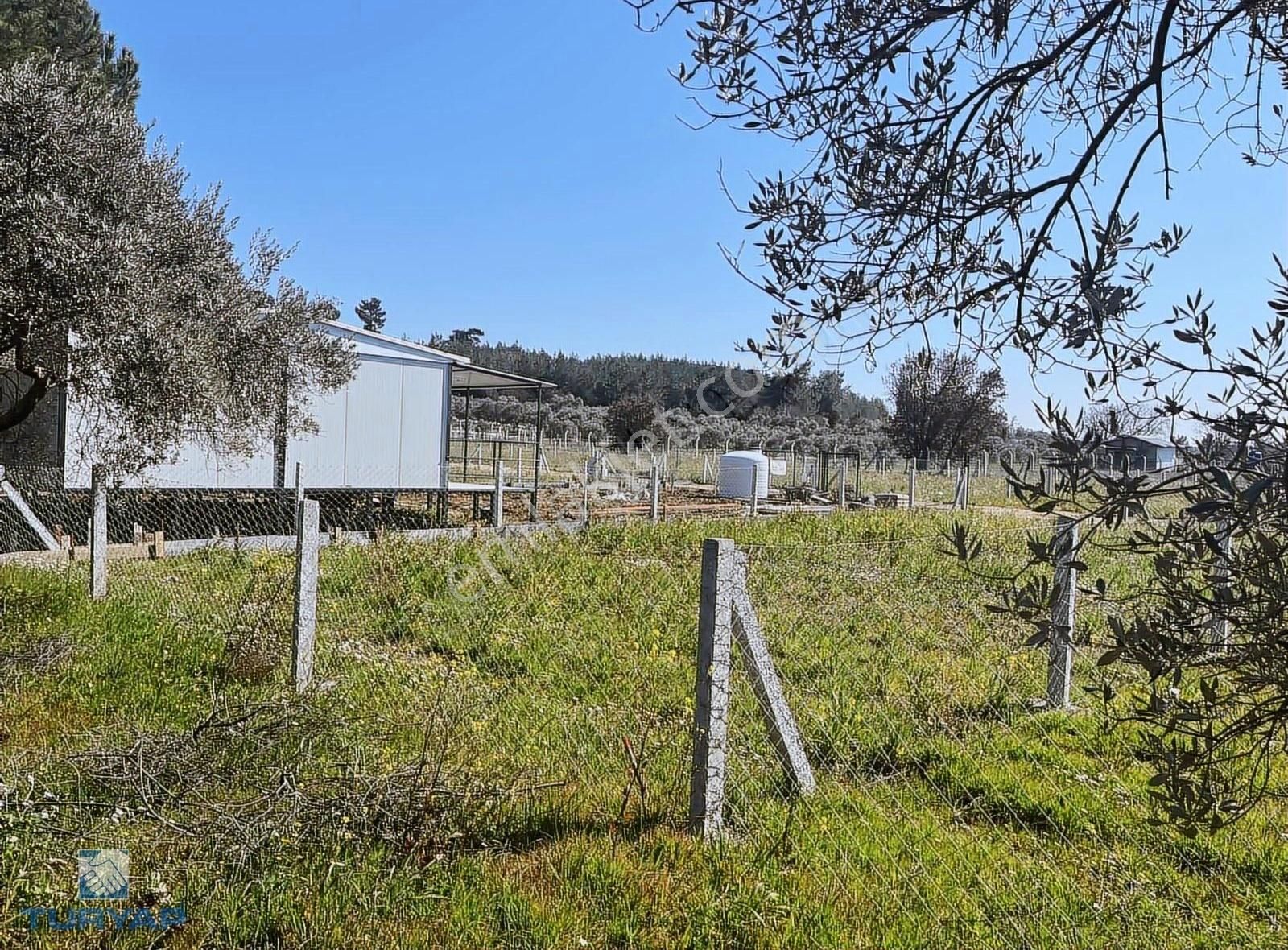 Torbalı Dirmil Mah 1331m2 Satılık Bağ Bahçe Zeytinlik - Görsel 10