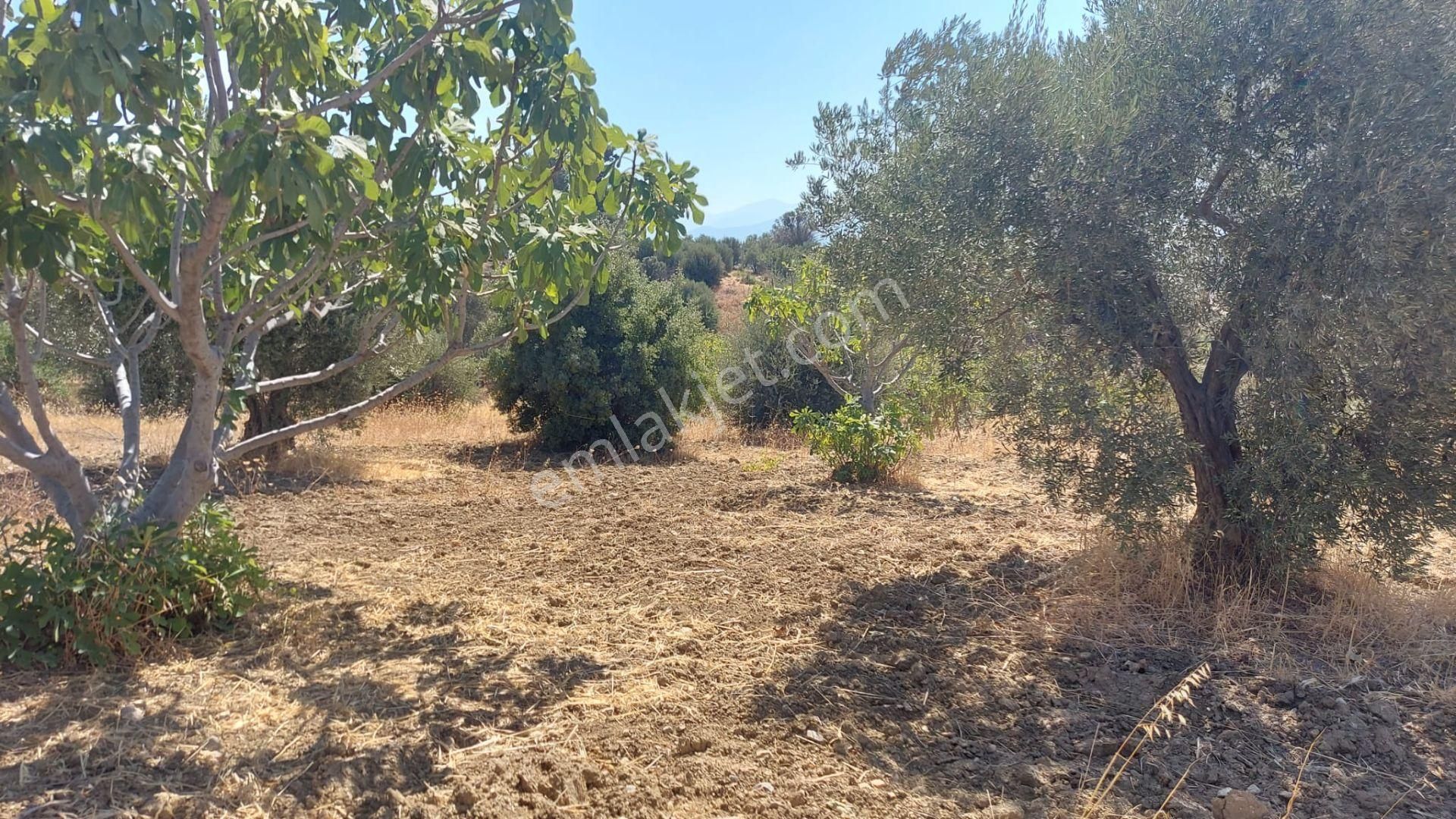 Kemalpaşa Çambel'de Yola Yakın Manz. Yatırımlık Satılık Arazi - Görsel 4