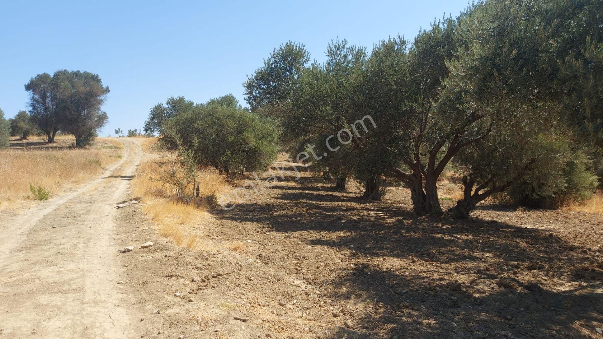 Kemalpaşa Çambel'de Yola Yakın Manz. Yatırımlık Satılık Arazi - Görsel 3