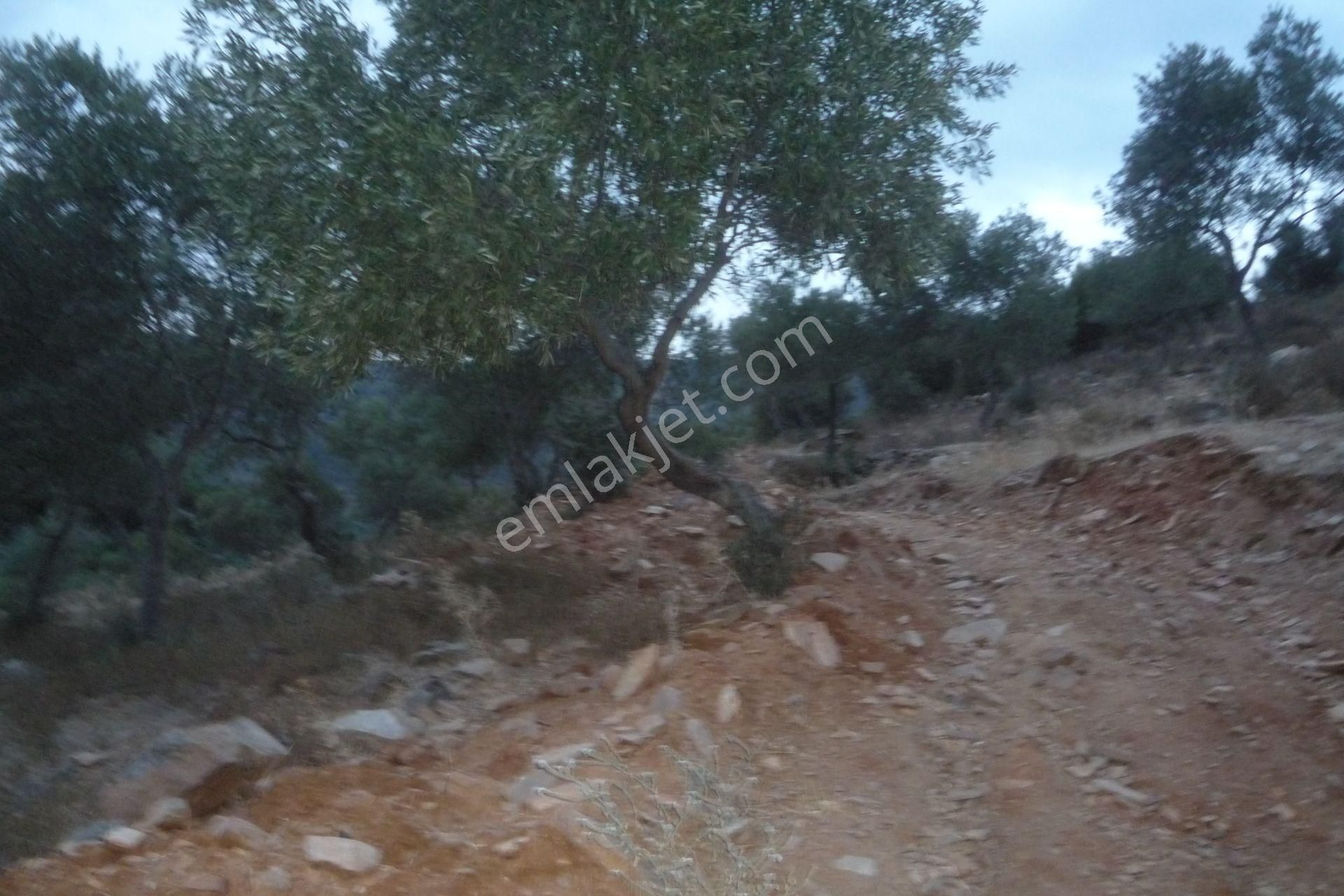 İzmir Torbalı Gold Emlaktan Satılık Zeytinlik - Görsel 14