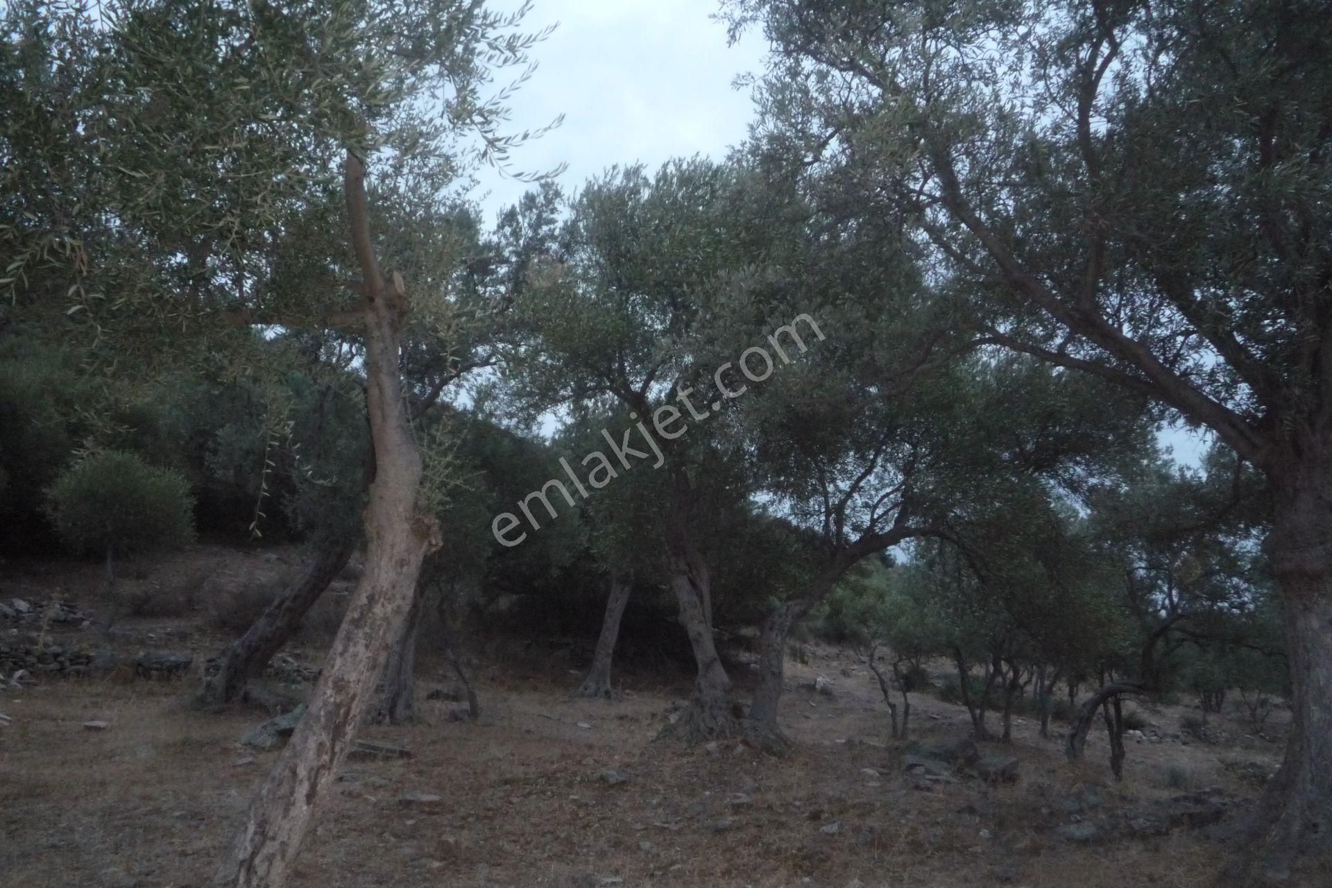 İzmir Torbalı Gold Emlaktan Satılık Zeytinlik - Görsel 20