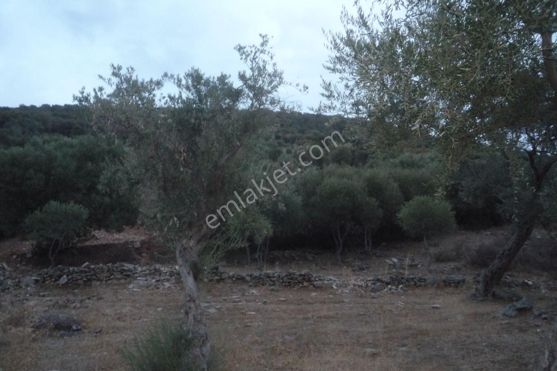 İzmir Torbalı Gold Emlaktan Satılık Zeytinlik - Görsel 21