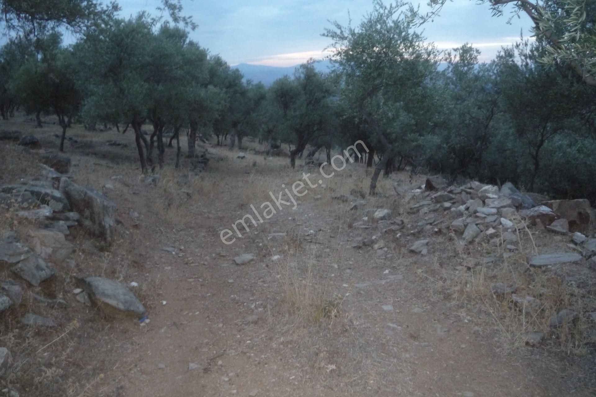 İzmir Torbalı Gold Emlaktan Satılık Zeytinlik - Görsel 19