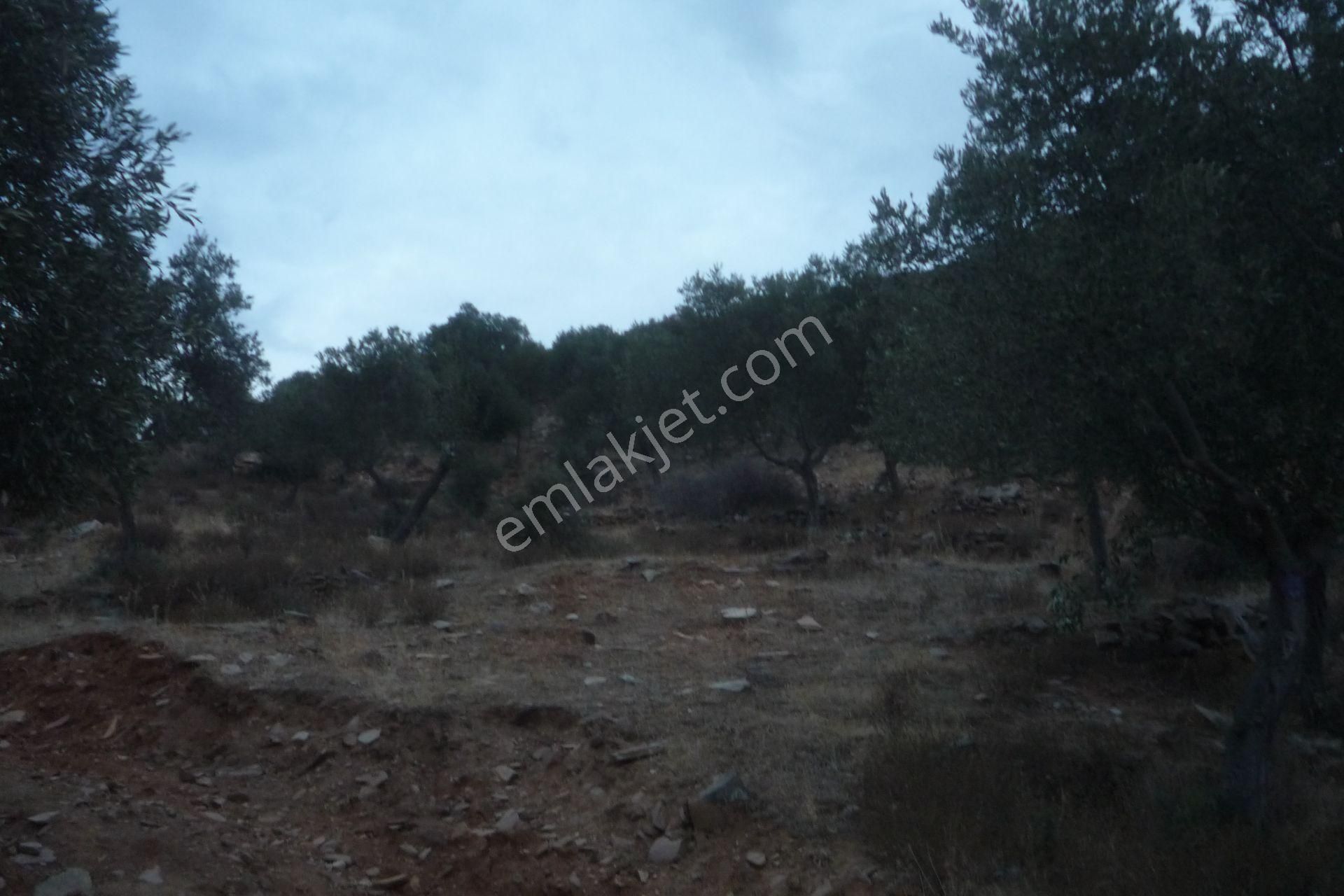 İzmir Torbalı Gold Emlaktan Satılık Zeytinlik - Görsel 17