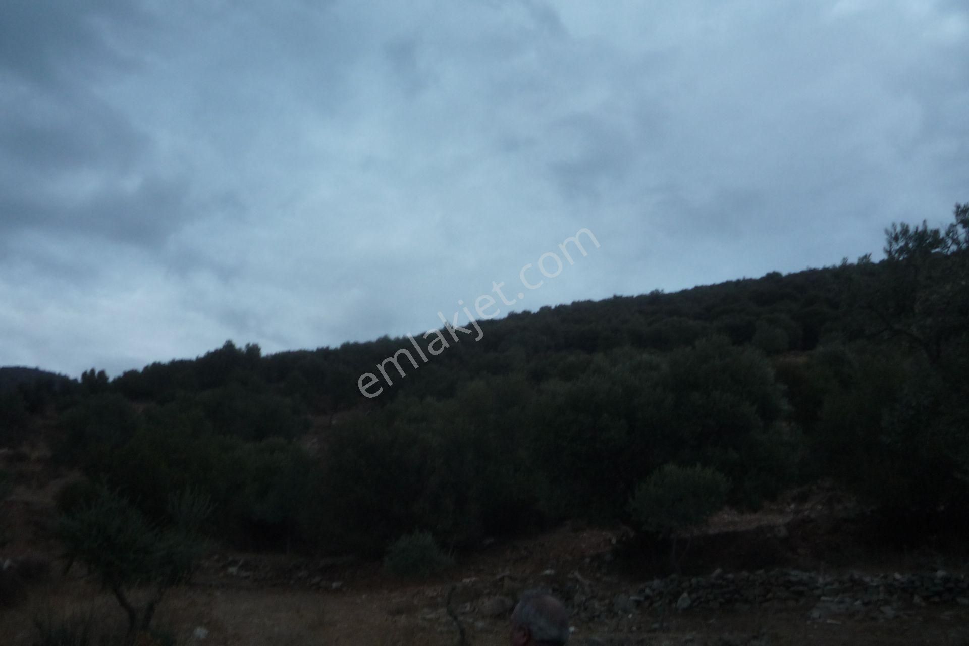 İzmir Torbalı Gold Emlaktan Satılık Zeytinlik - Görsel 22