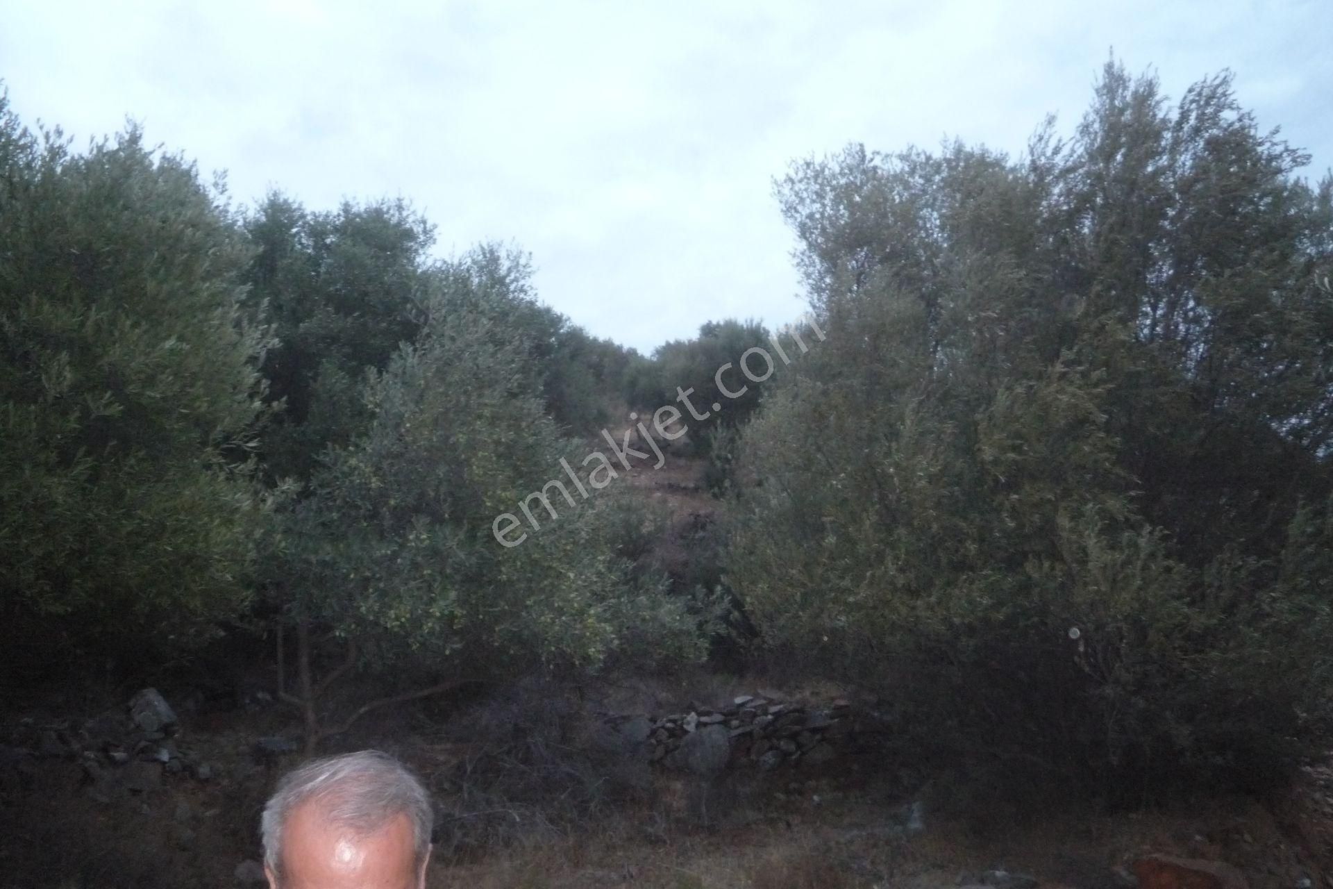 İzmir Torbalı Gold Emlaktan Satılık Zeytinlik - Görsel 12