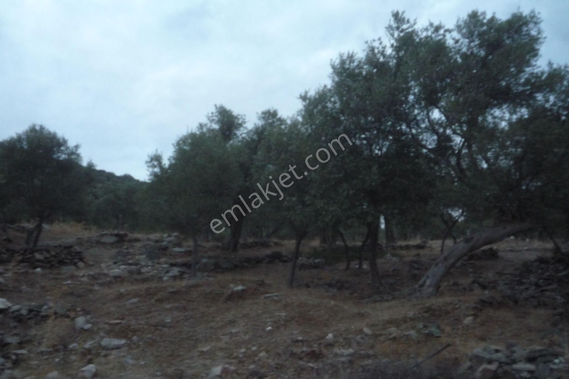 İzmir Torbalı Gold Emlaktan Satılık Zeytinlik - Görsel 3