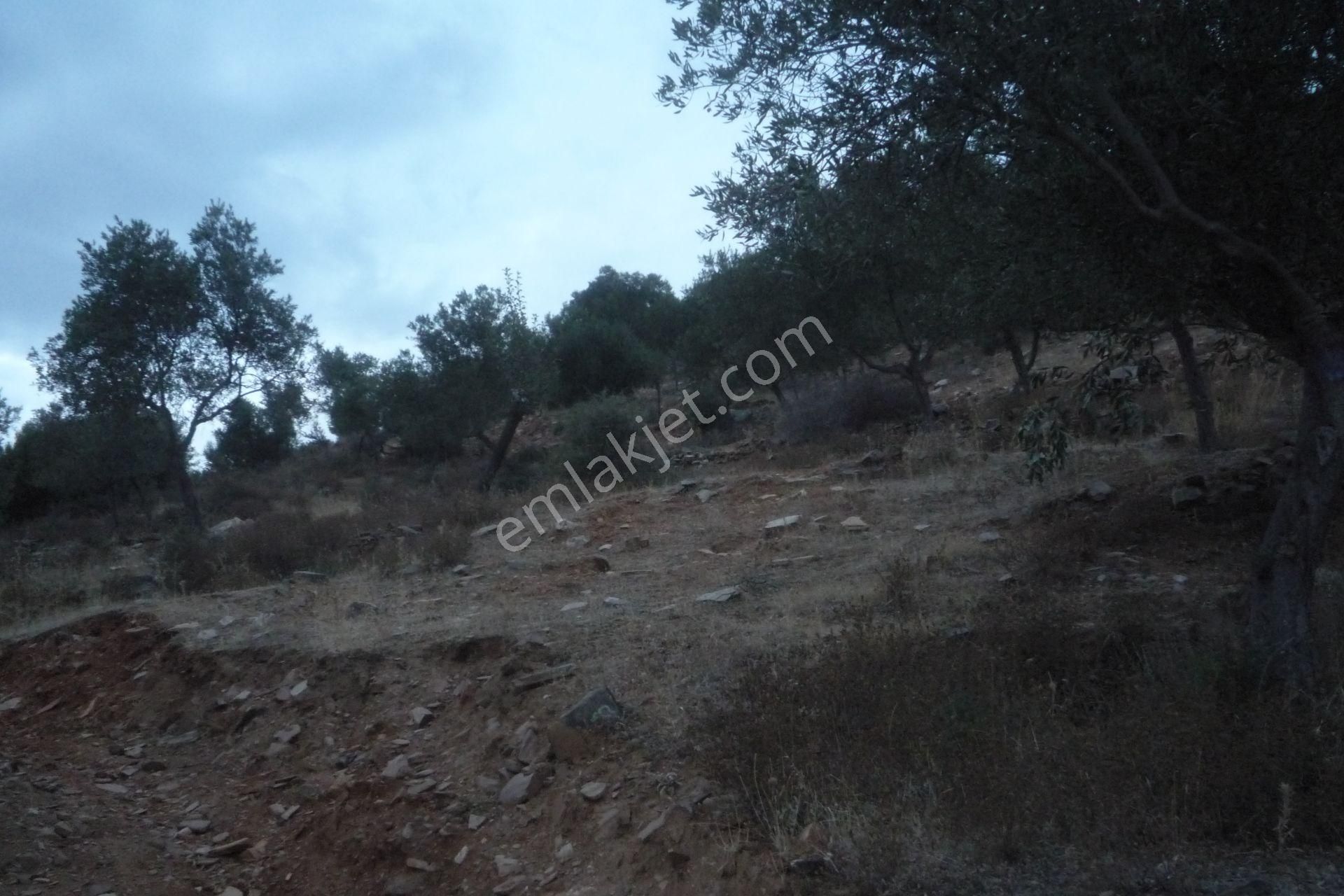 İzmir Torbalı Gold Emlaktan Satılık Zeytinlik - Görsel 13