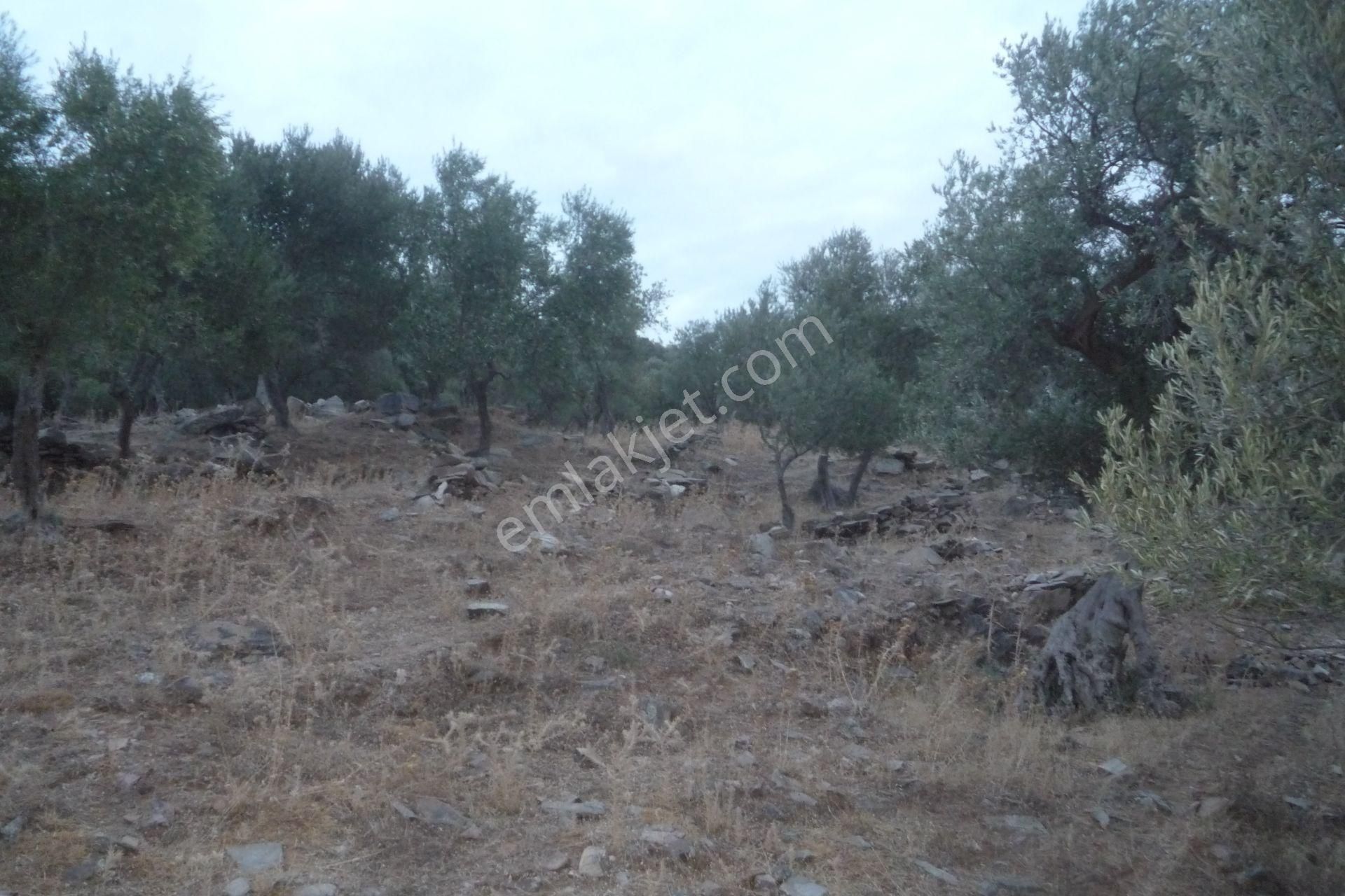 İzmir Torbalı Gold Emlaktan Satılık Zeytinlik - Görsel 4