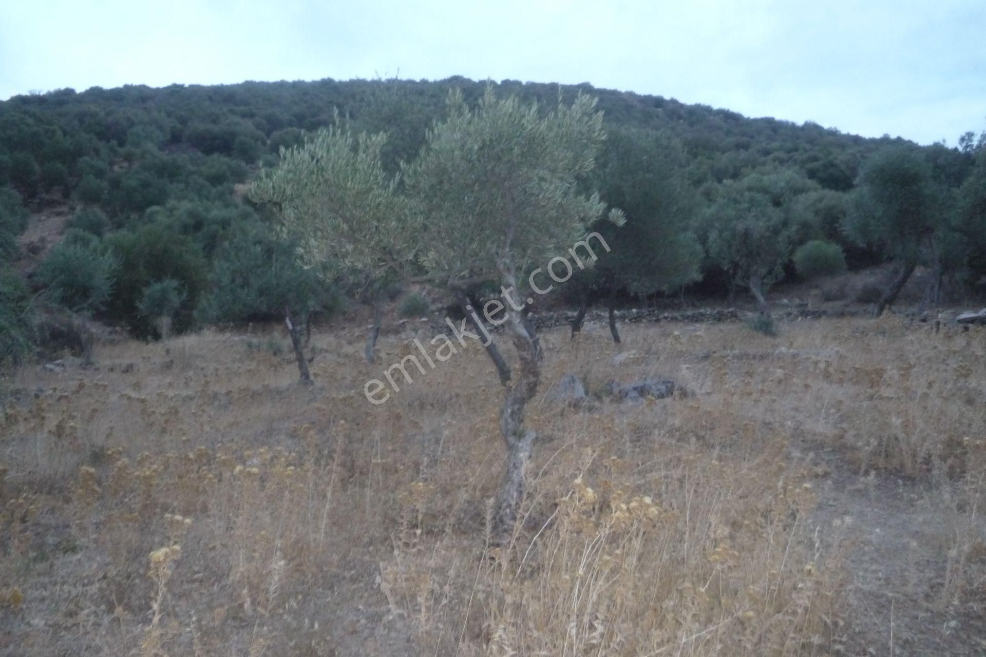 İzmir Torbalı Gold Emlaktan Satılık Zeytinlik - Görsel 6