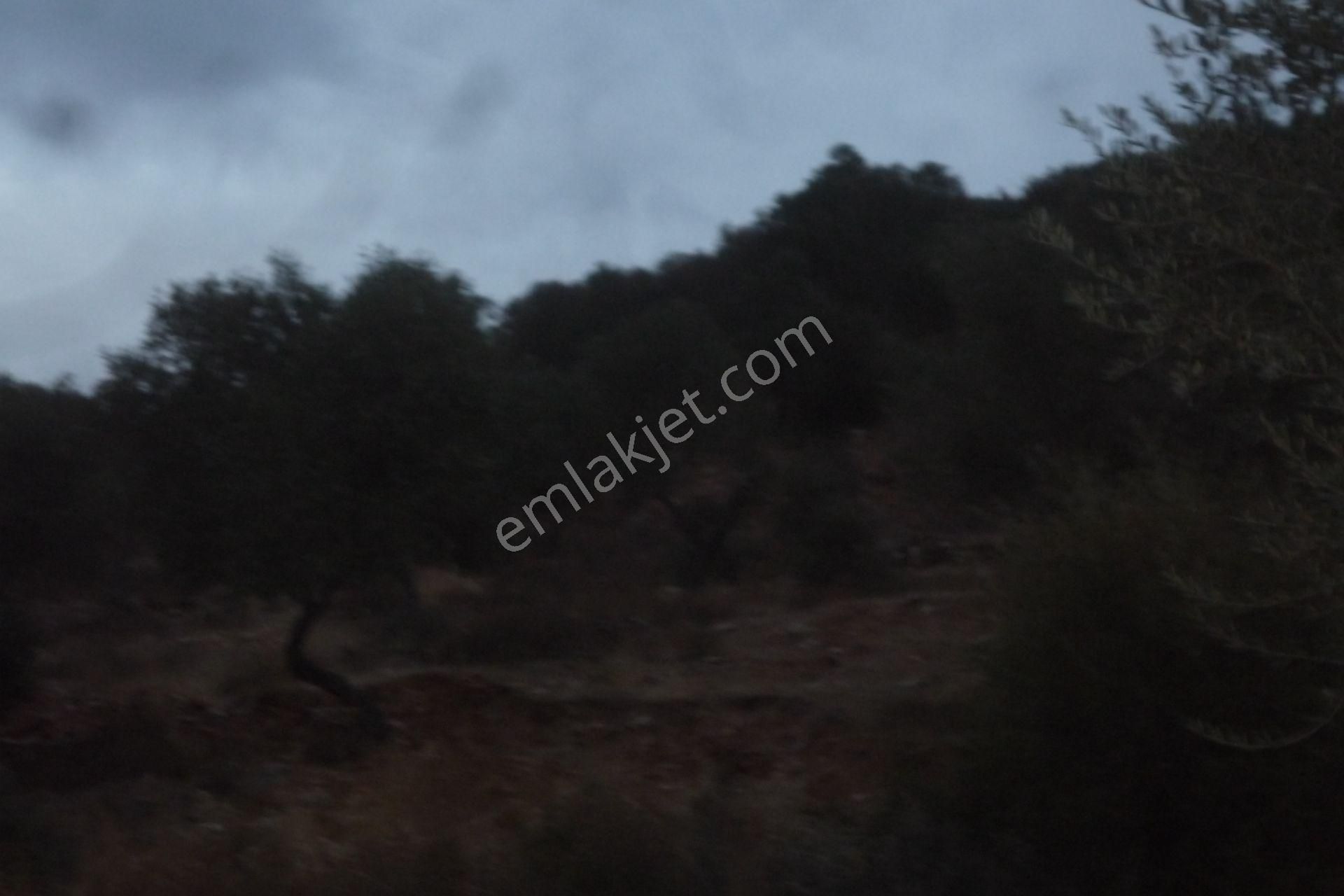 İzmir Torbalı Gold Emlaktan Satılık Zeytinlik - Görsel 9