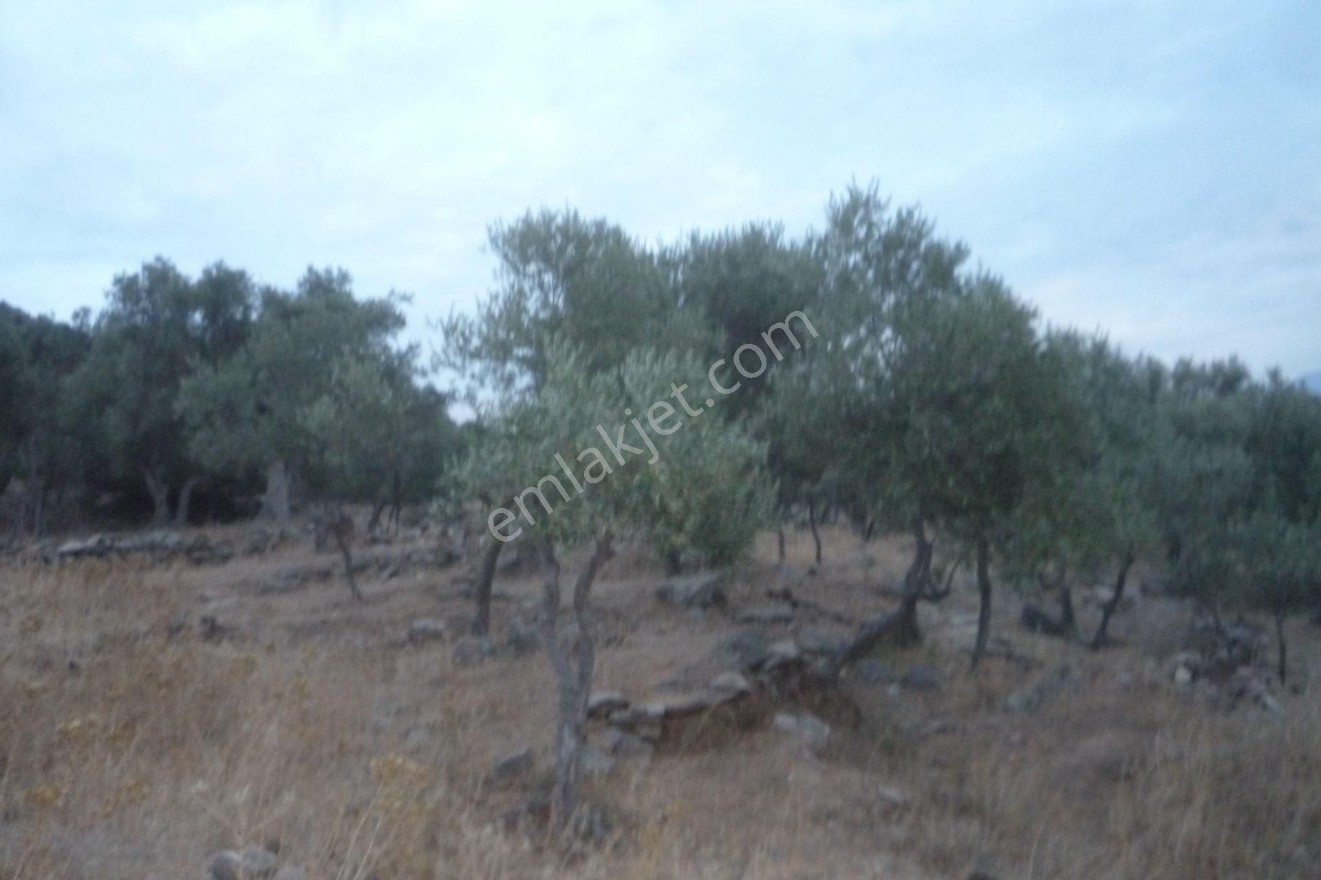 İzmir Torbalı Gold Emlaktan Satılık Zeytinlik - Görsel 5