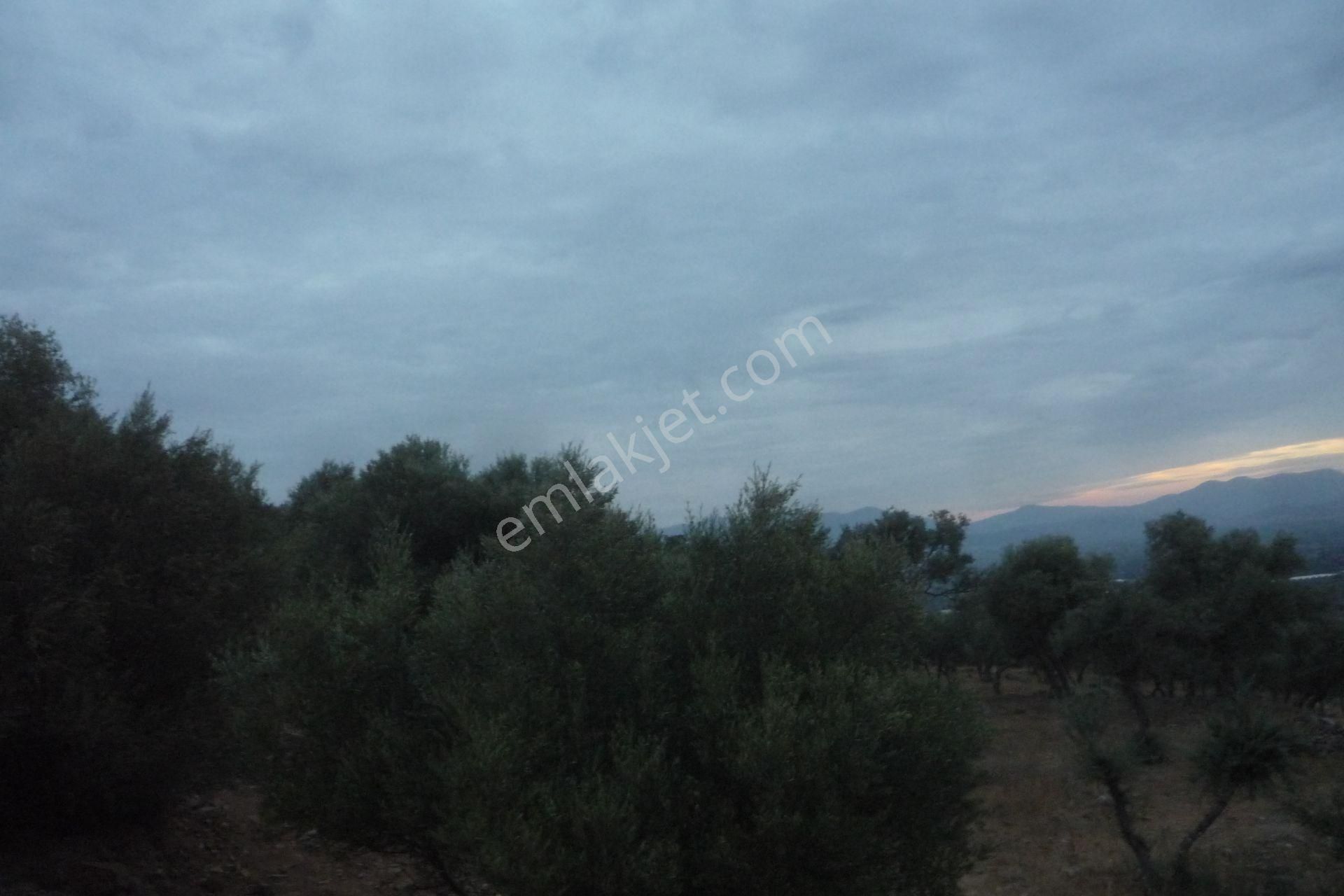 İzmir Torbalı Gold Emlaktan Satılık Zeytinlik - Görsel 18