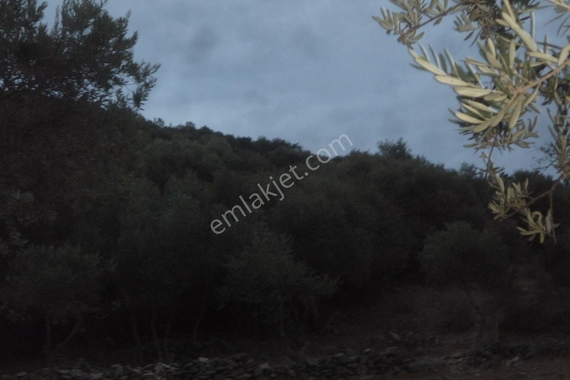 İzmir Torbalı Gold Emlaktan Satılık Zeytinlik - Görsel 8