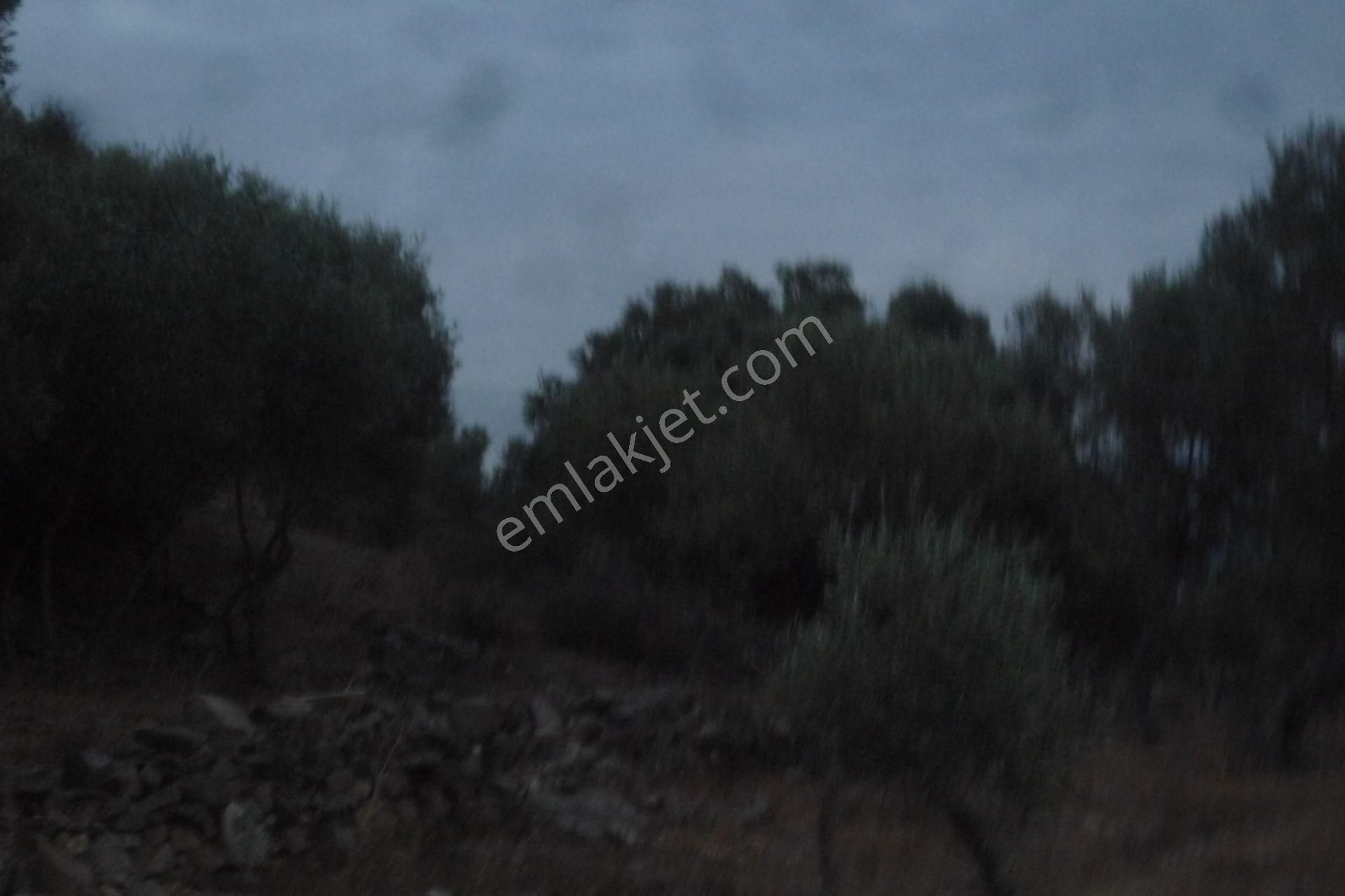 İzmir Torbalı Gold Emlaktan Satılık Zeytinlik - Görsel 11