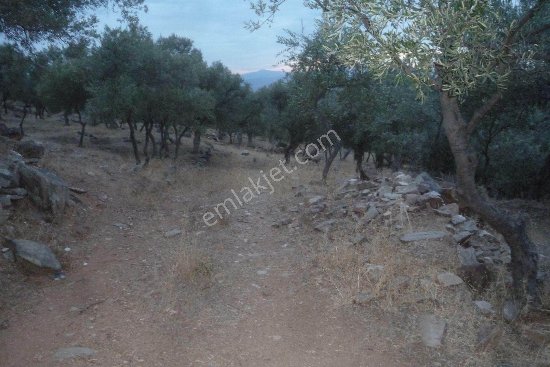 İzmir Torbalı Gold Emlaktan Satılık Zeytinlik - Görsel 23