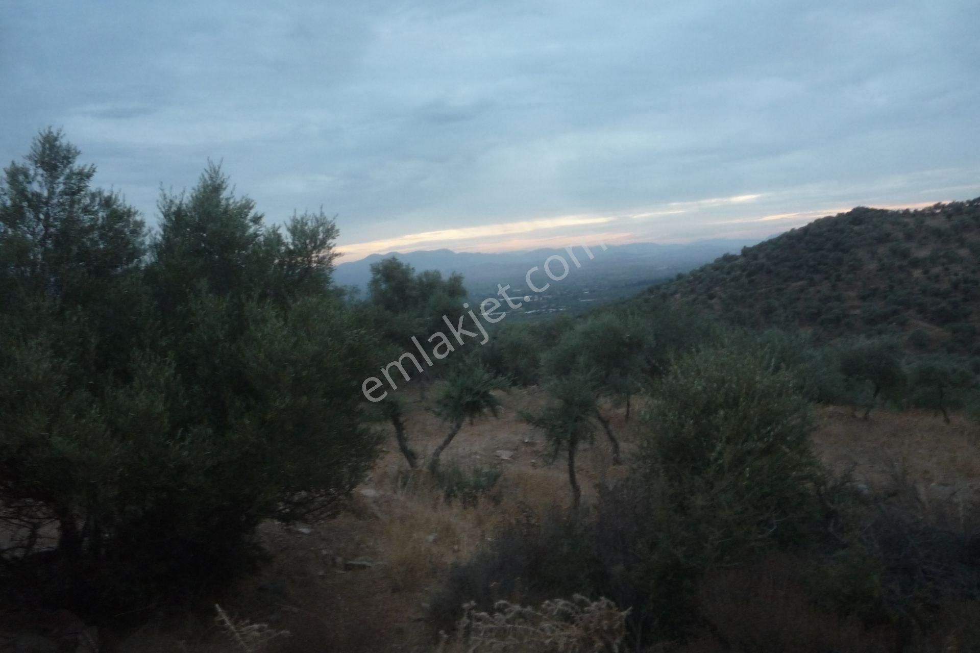 İzmir Torbalı Gold Emlaktan Satılık Zeytinlik - Görsel 15