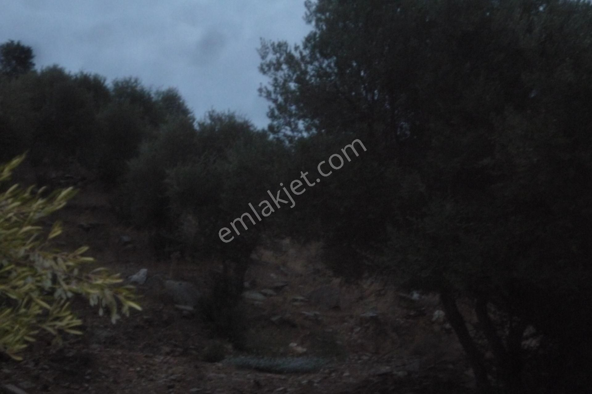 İzmir Torbalı Gold Emlaktan Satılık Zeytinlik - Görsel 10