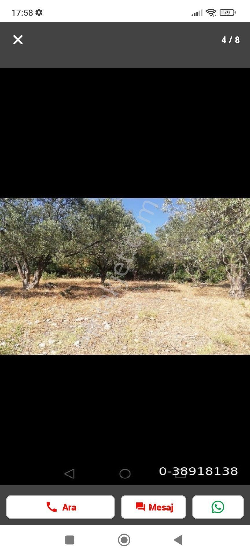Bergama Çamoba Köyünde Satılık Zeytinlik - Görsel 2