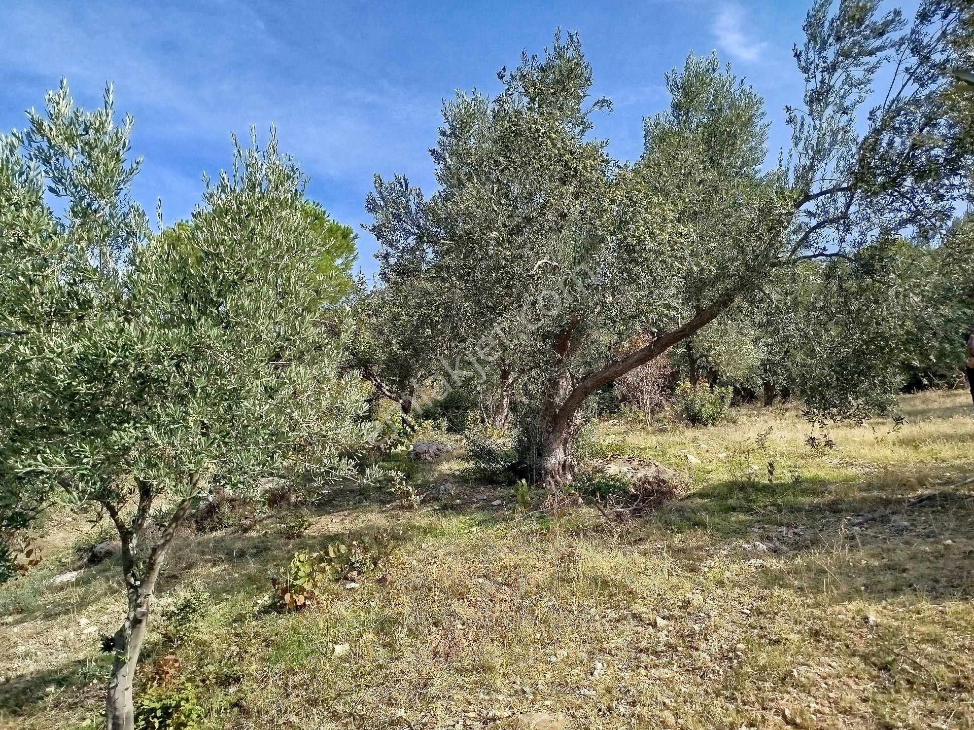 Bergama Çamoba Köyünde Satılık Zeytinlik - Görsel 8