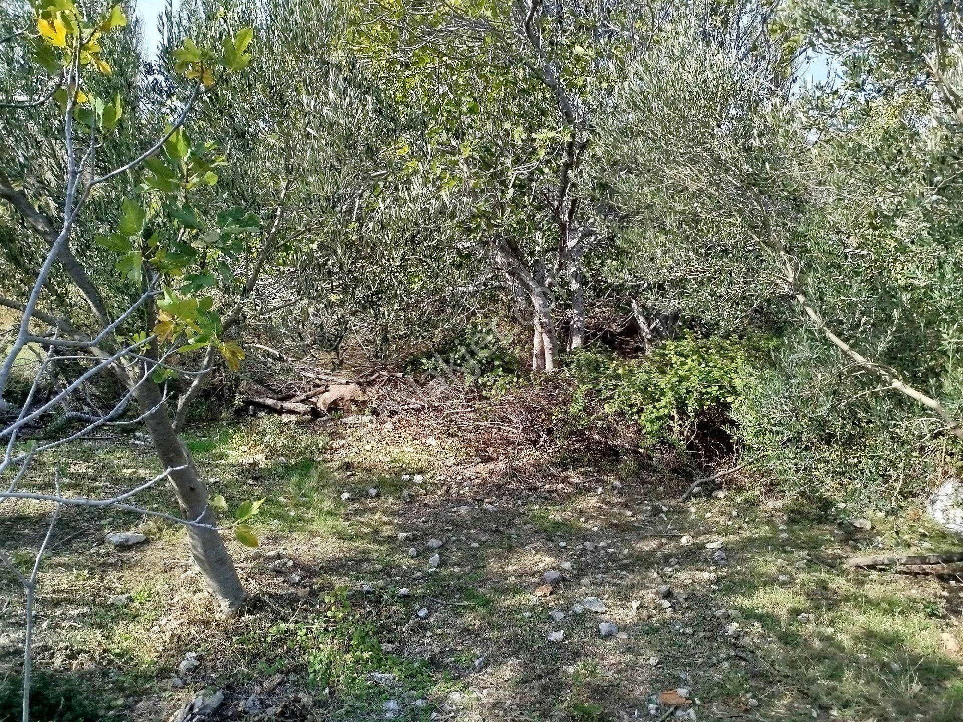 Bergama Çamoba Köyünde Satılık Zeytinlik - Görsel 6