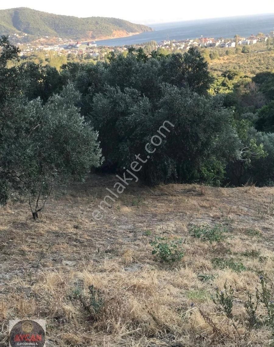 Aycan Gayrimenkulden Erdek Ocaklarda Satılık 4 Dönüm Zeytinlik - Görsel 6