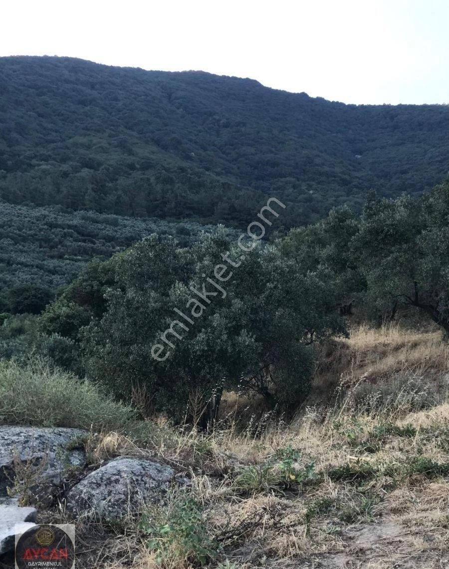 Aycan Gayrimenkulden Erdek Ocaklarda Satılık 4 Dönüm Zeytinlik - Görsel 2