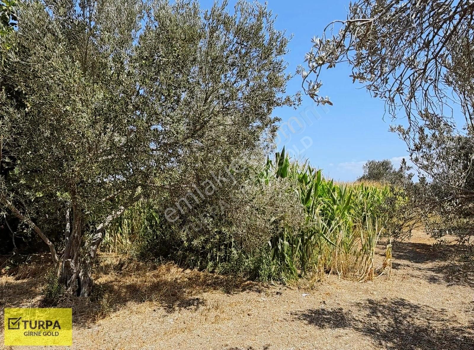 Urla Sıra Mah.de 17.694 M2 Satılık Arazi - Görsel 7