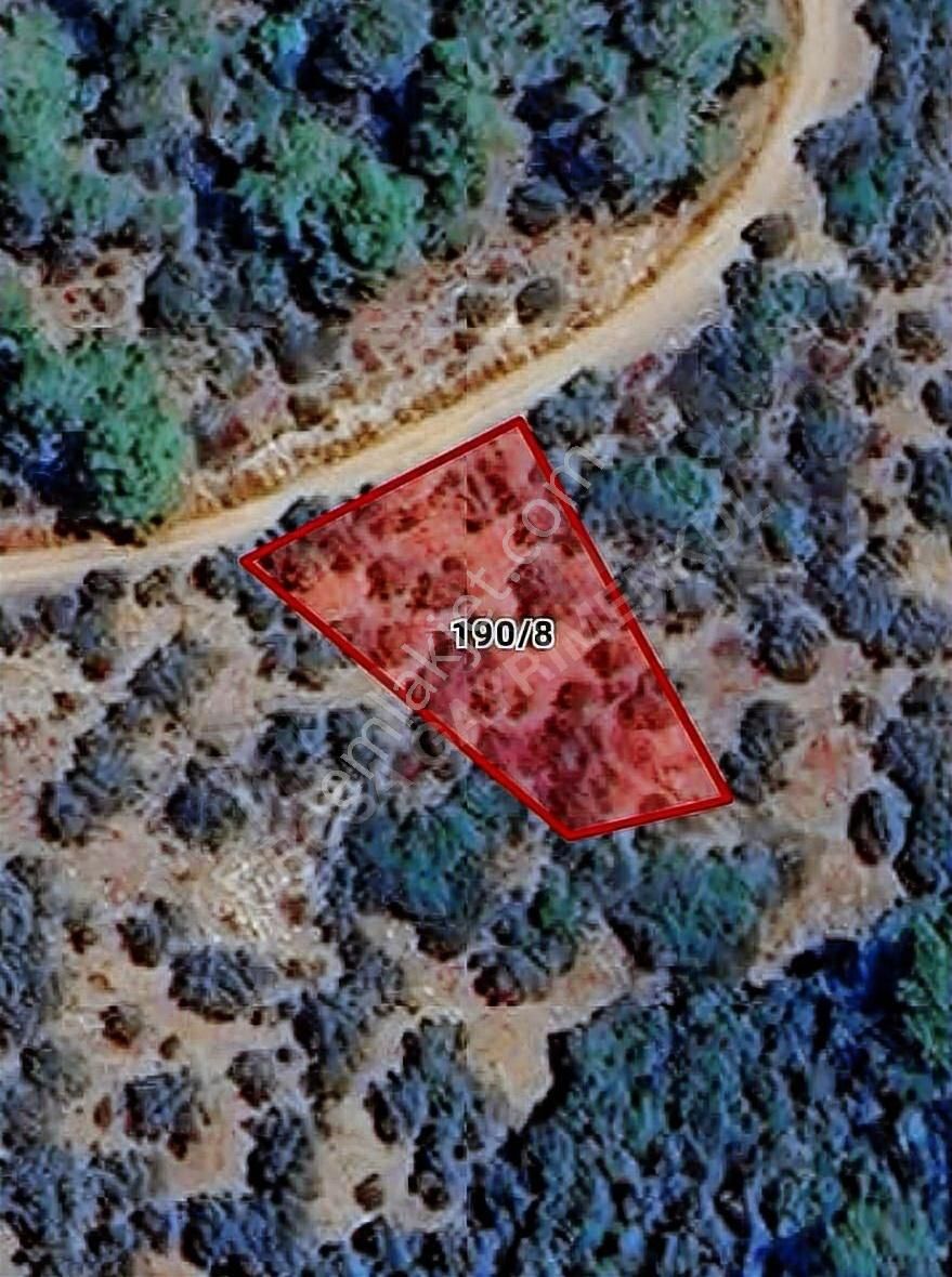 Bayındır Sarıyurt Köyünde 723 M² Müstakil Tapulu Zeytin Bahçesi