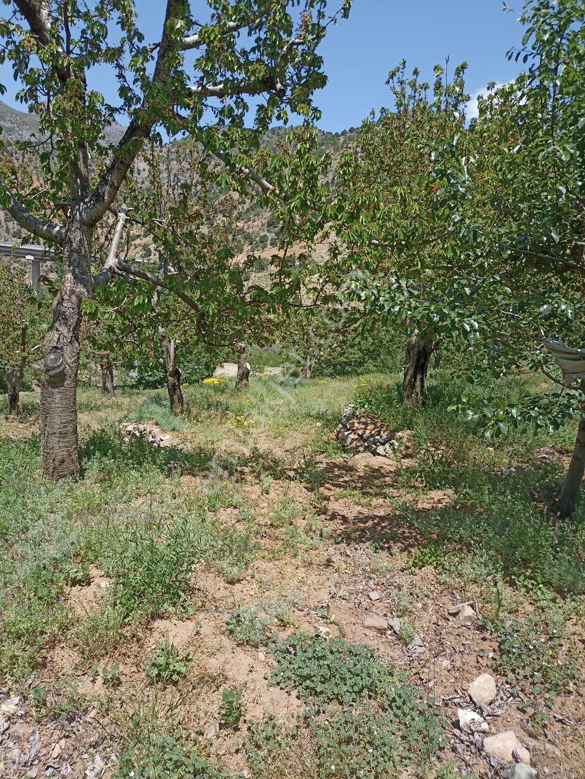 Satılık Bahce - Görsel 8