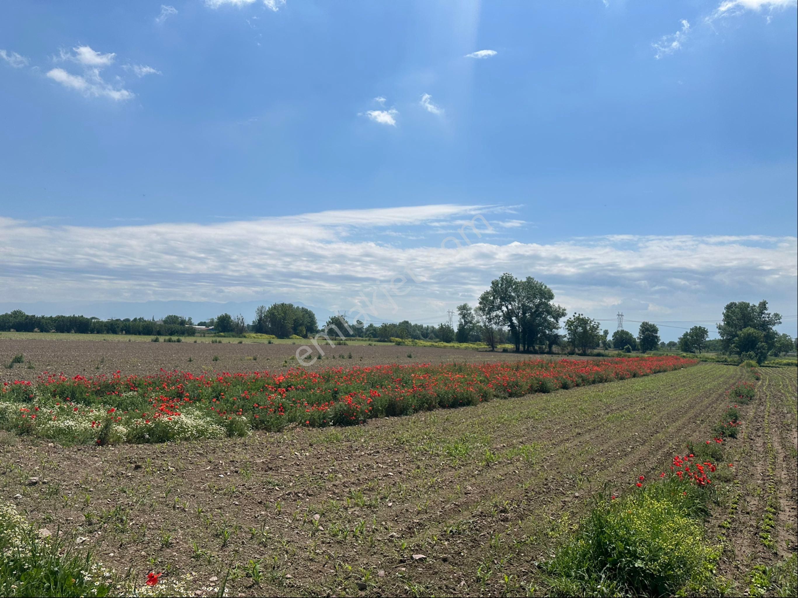 Sakarya Adapazarı Abalı Merkez 1100 M2 Köy Dibi Müthiş Yatırımlık Yer - Görsel 10