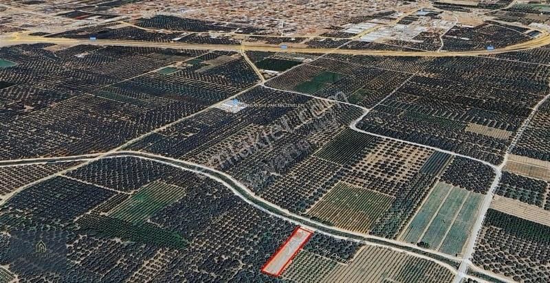 Nova Realty'den İznik Çamdibi'nde Muhteşem Lokasyonlu Bağ - Görsel 6