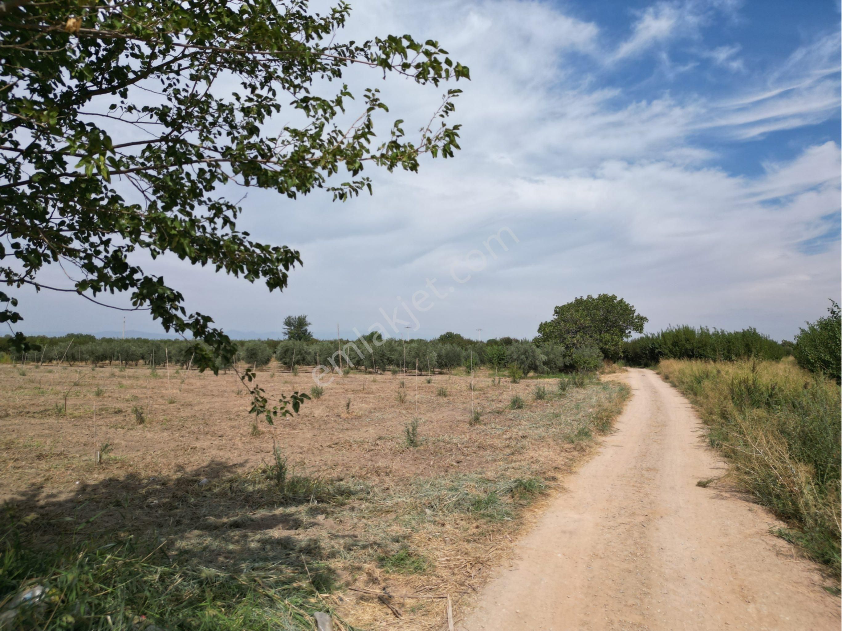 Beyaz Gayrimenkulden Yukarı Cobanisa Mh 3.900 M2 Zeytinlik - Görsel 20