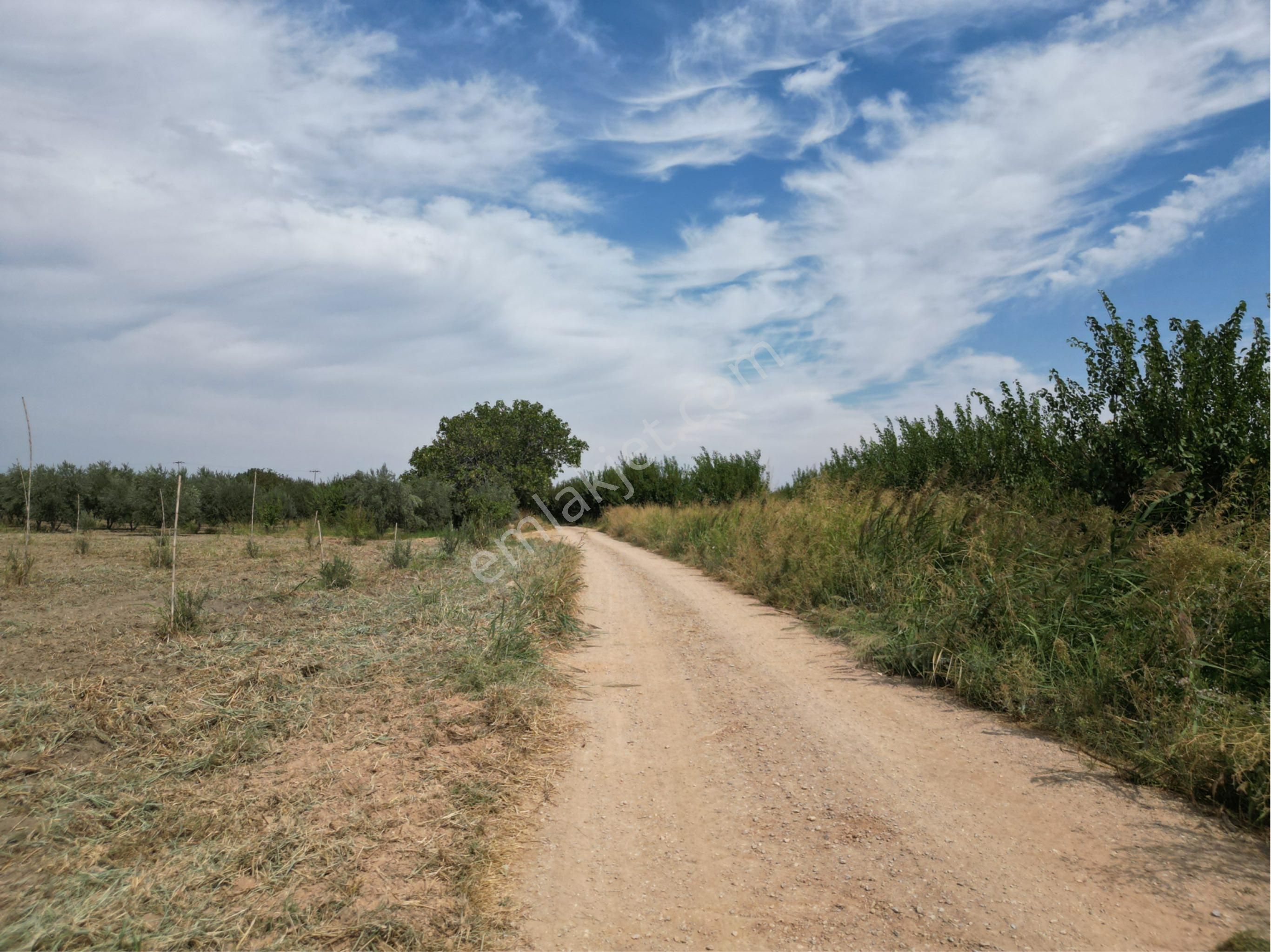 Beyaz Gayrimenkulden Yukarı Cobanisa Mh 3.900 M2 Zeytinlik - Görsel 2
