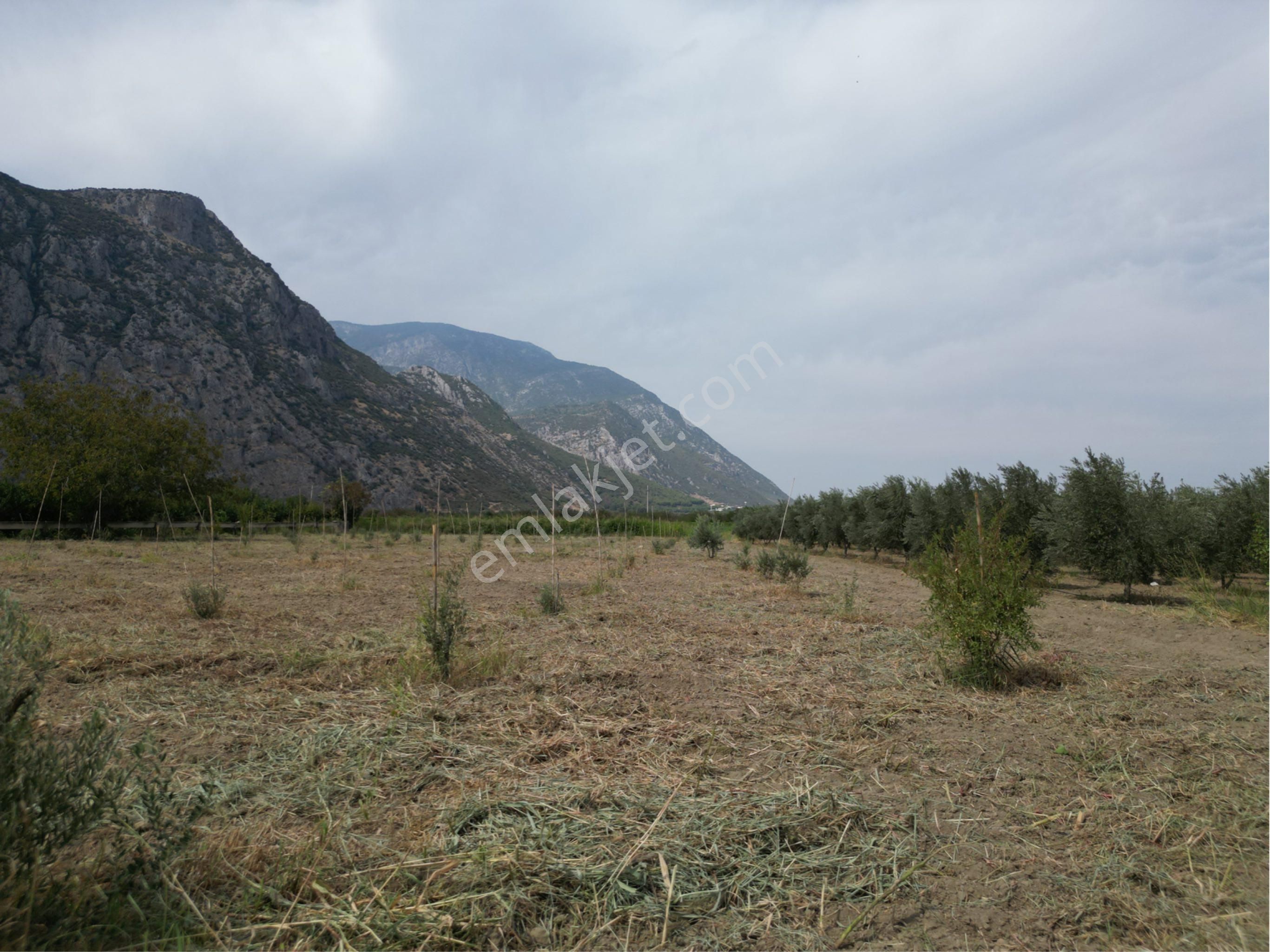 Beyaz Gayrimenkulden Yukarı Cobanisa Mh 3.900 M2 Zeytinlik - Görsel 9