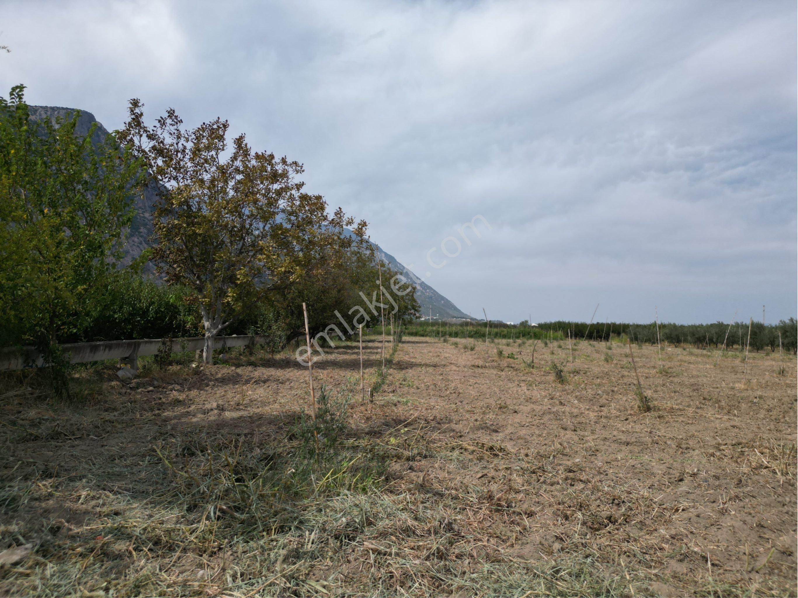 Beyaz Gayrimenkulden Yukarı Cobanisa Mh 3.900 M2 Zeytinlik - Görsel 5