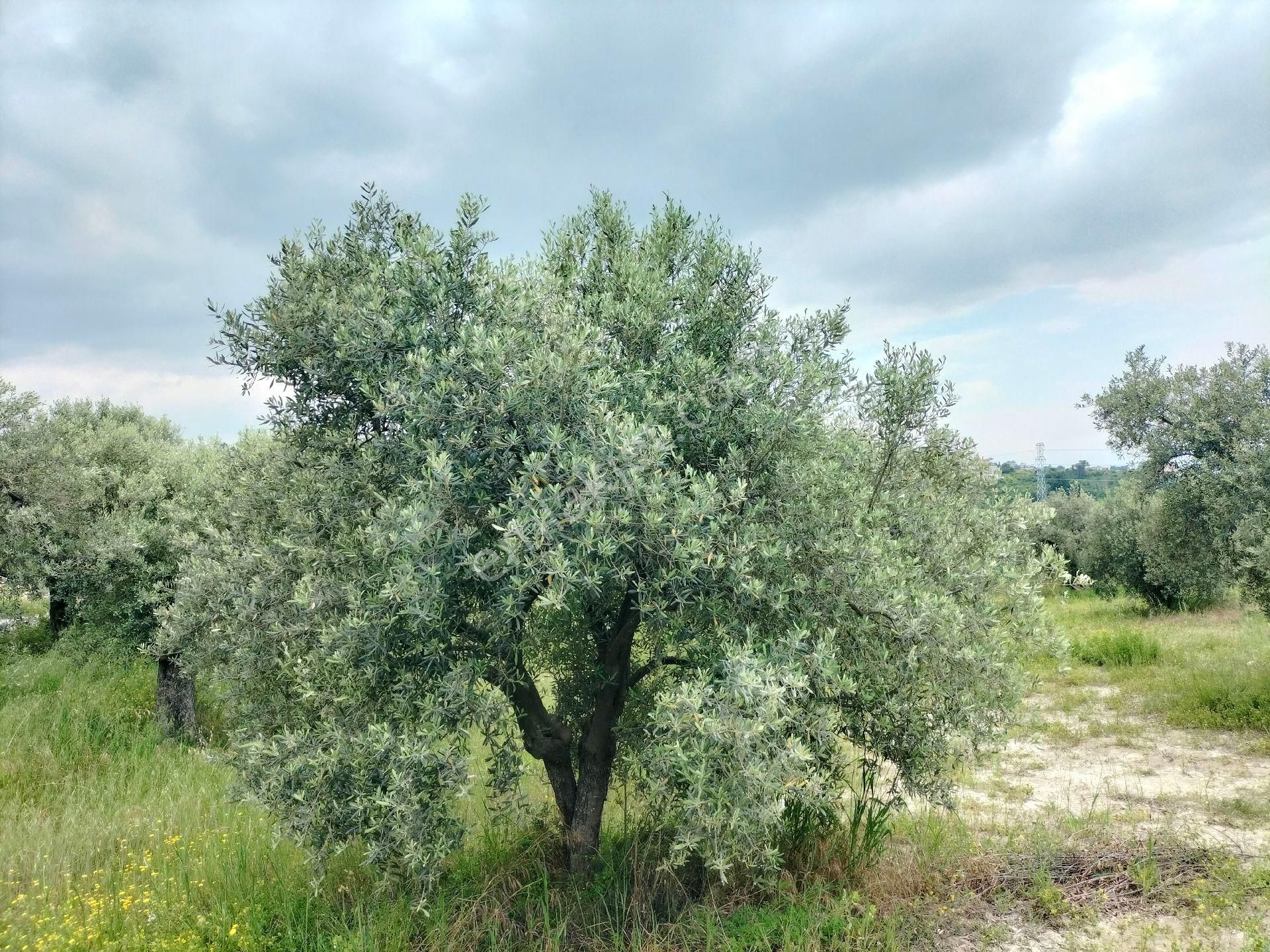 Germencik Gümüşte İçinde 3500 Civarında Zeytin Olan 115 Dönüm Zeytinlik - Görsel 6