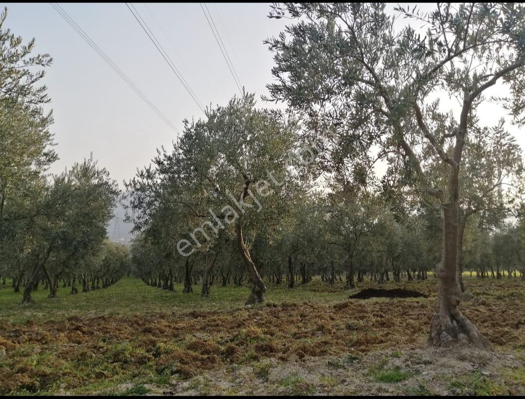 Manisa Soma Yırca Satılık Zeytinlik - Görsel 2