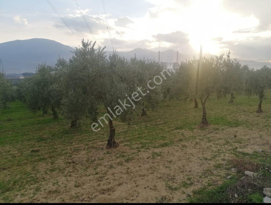 Manisa Soma Yırca Satılık Zeytinlik - Görsel 4